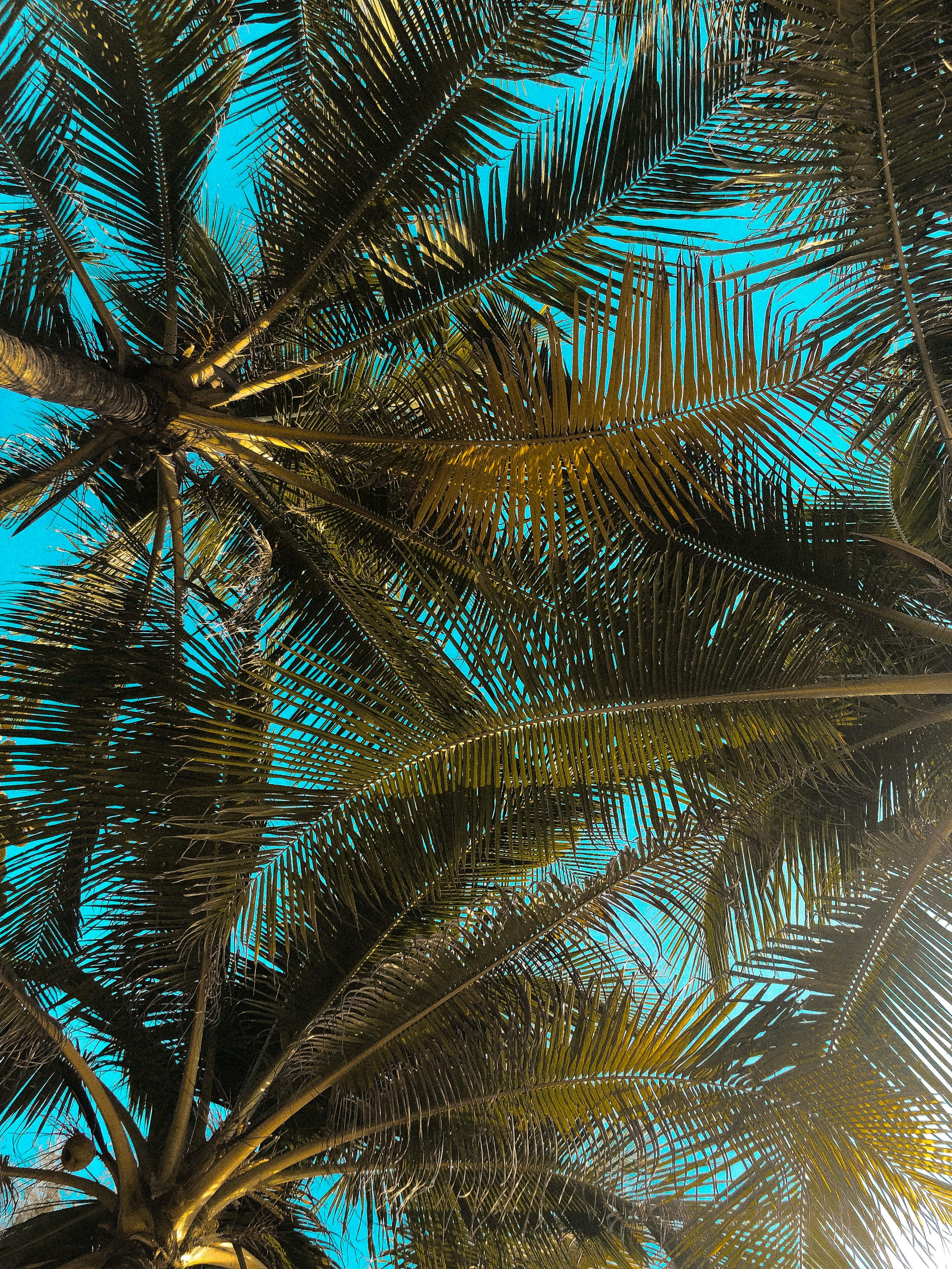 Coconut Trees Photo, Download The BEST
