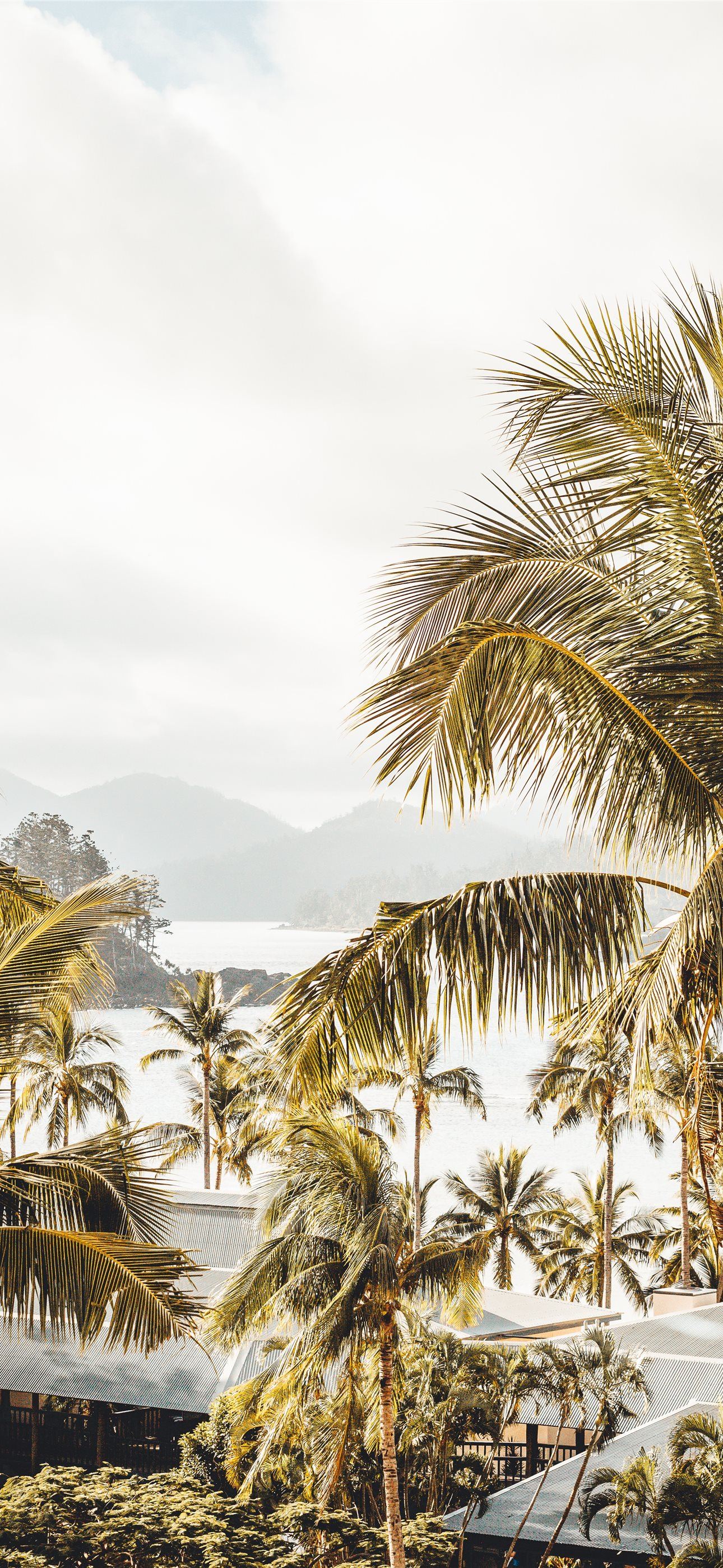 coconut tree iPhone Wallpaper Free