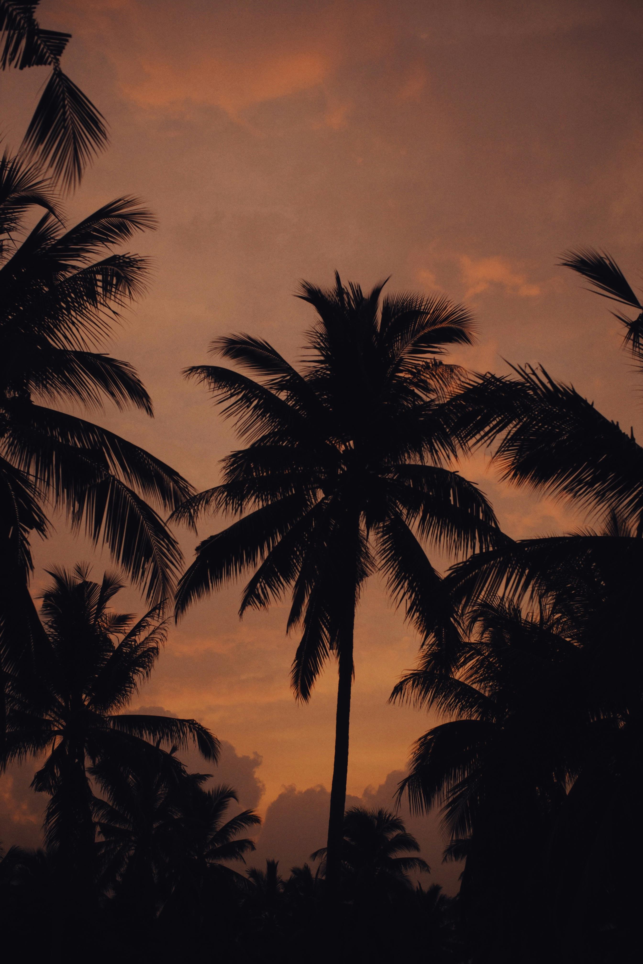 Coconut Trees during Sunset