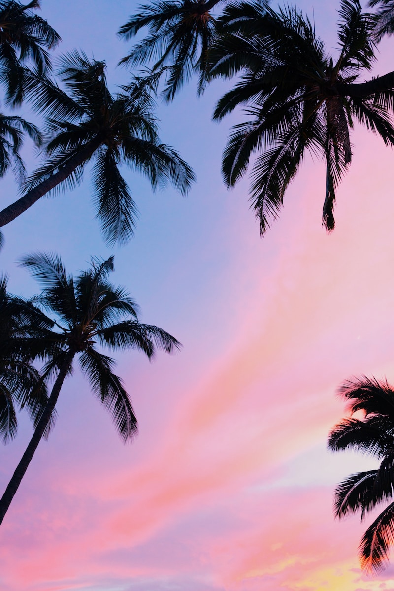Tropical Palm Tree Wallpaper With