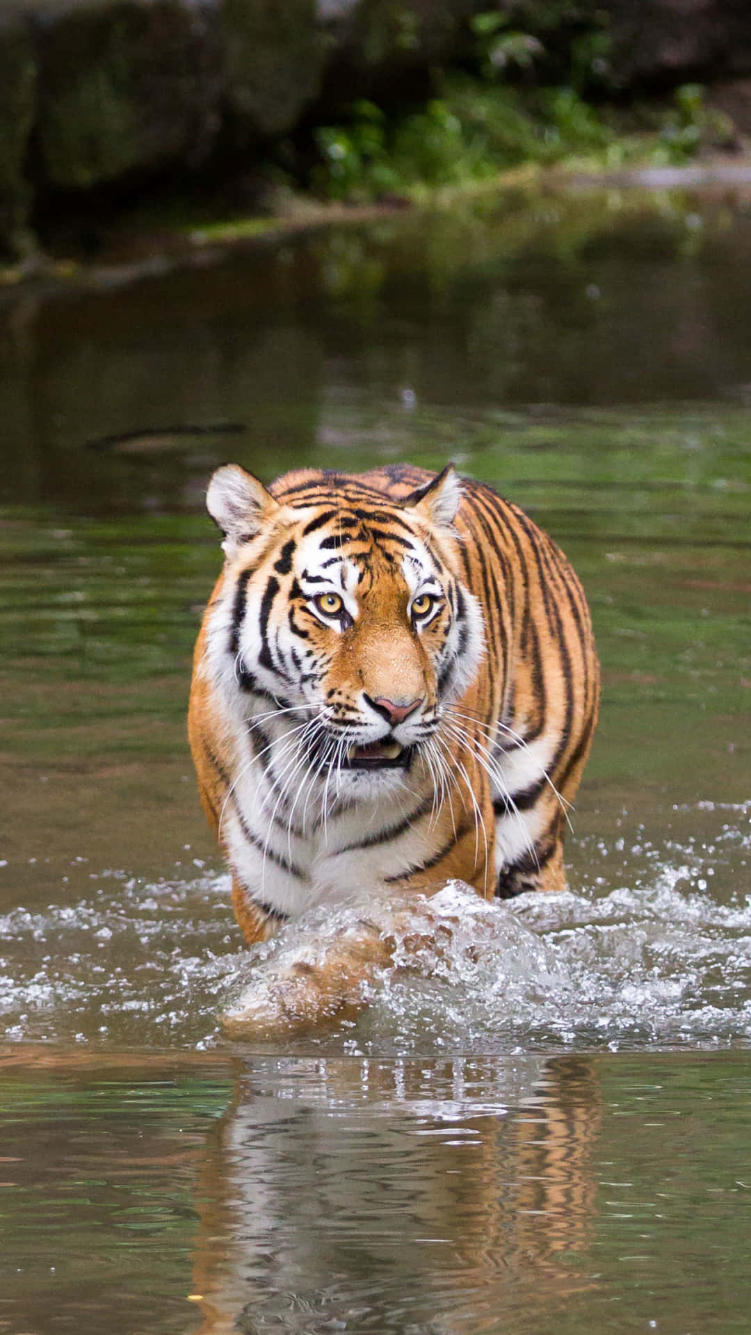 Tiger Phone Wallpaper