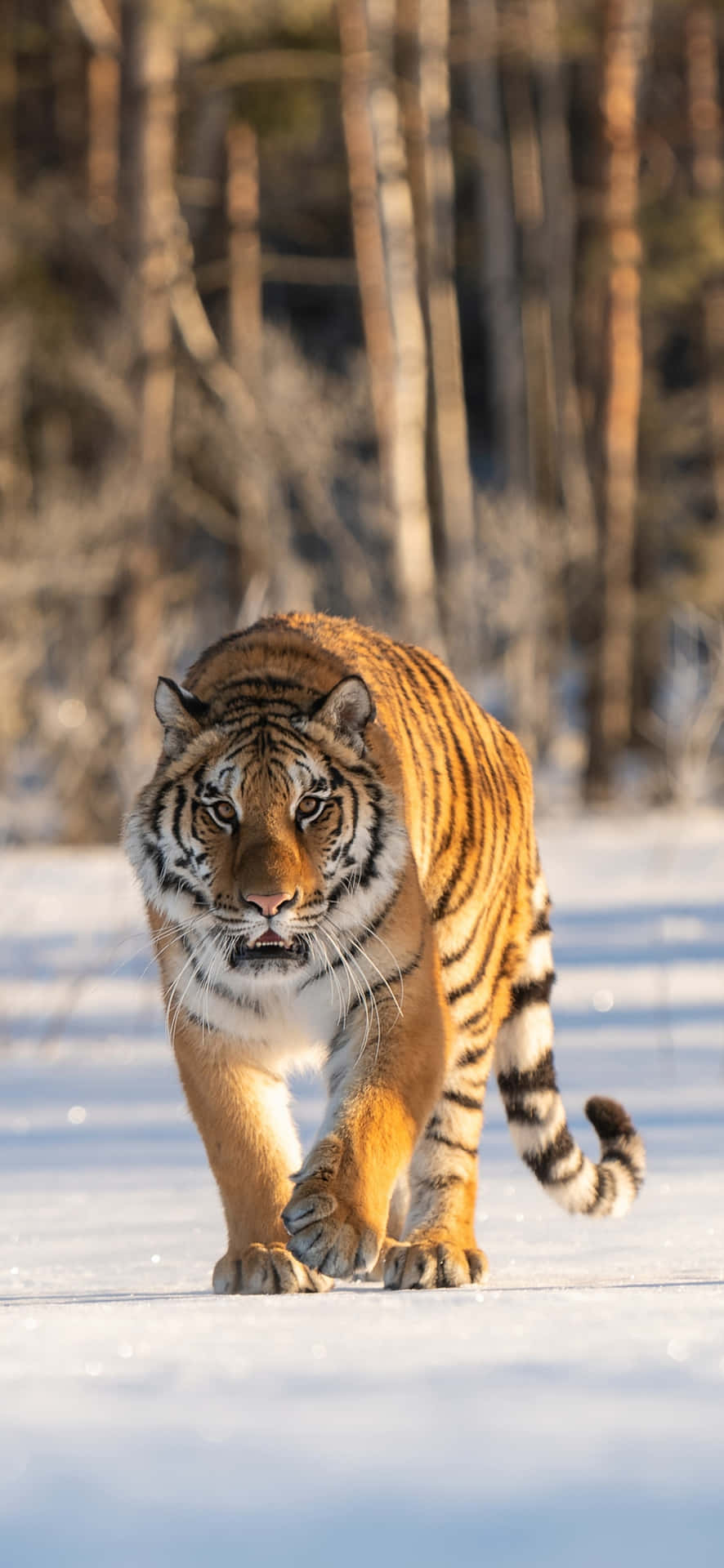 Tiger Phone Wallpaper