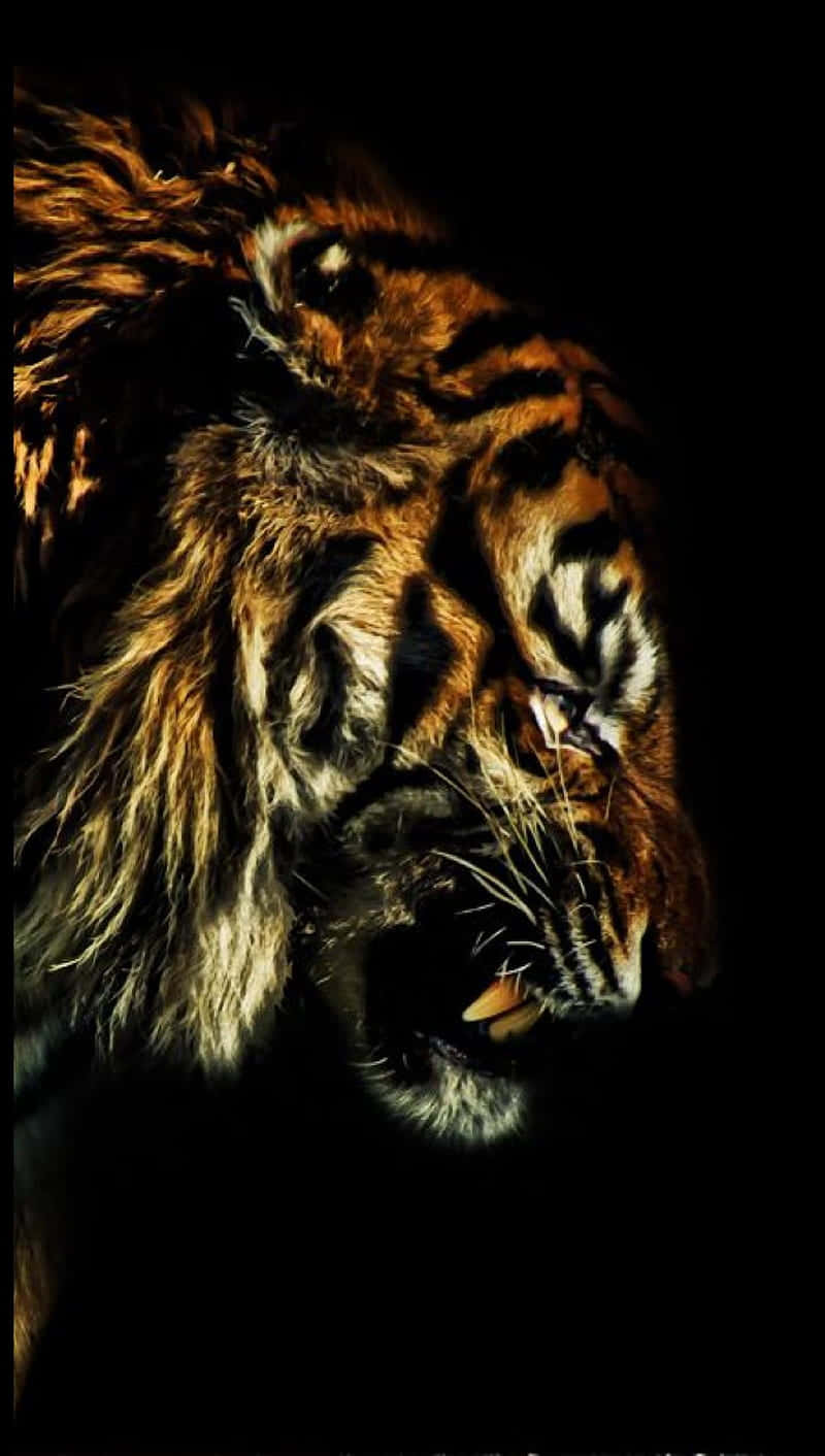 Tiger Phone Wallpaper