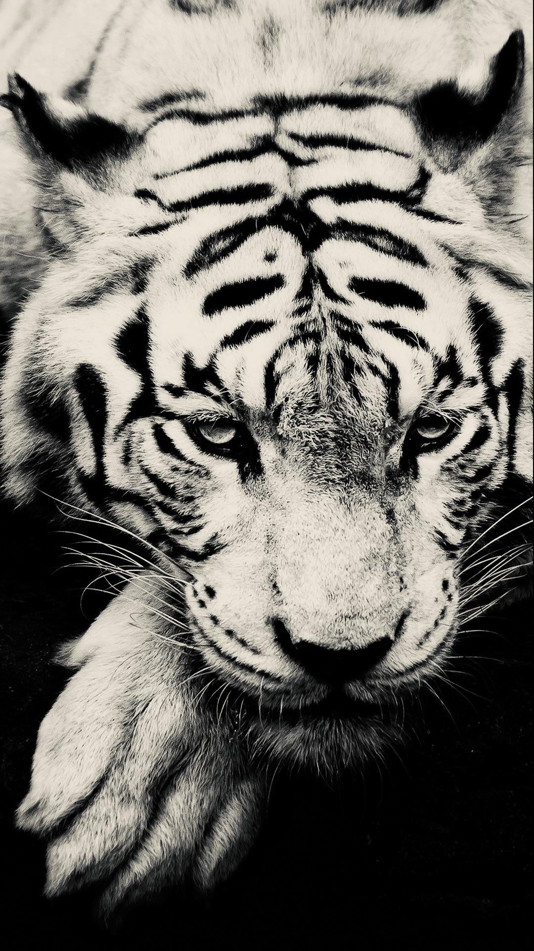 White Tiger Wallpaper for Phone