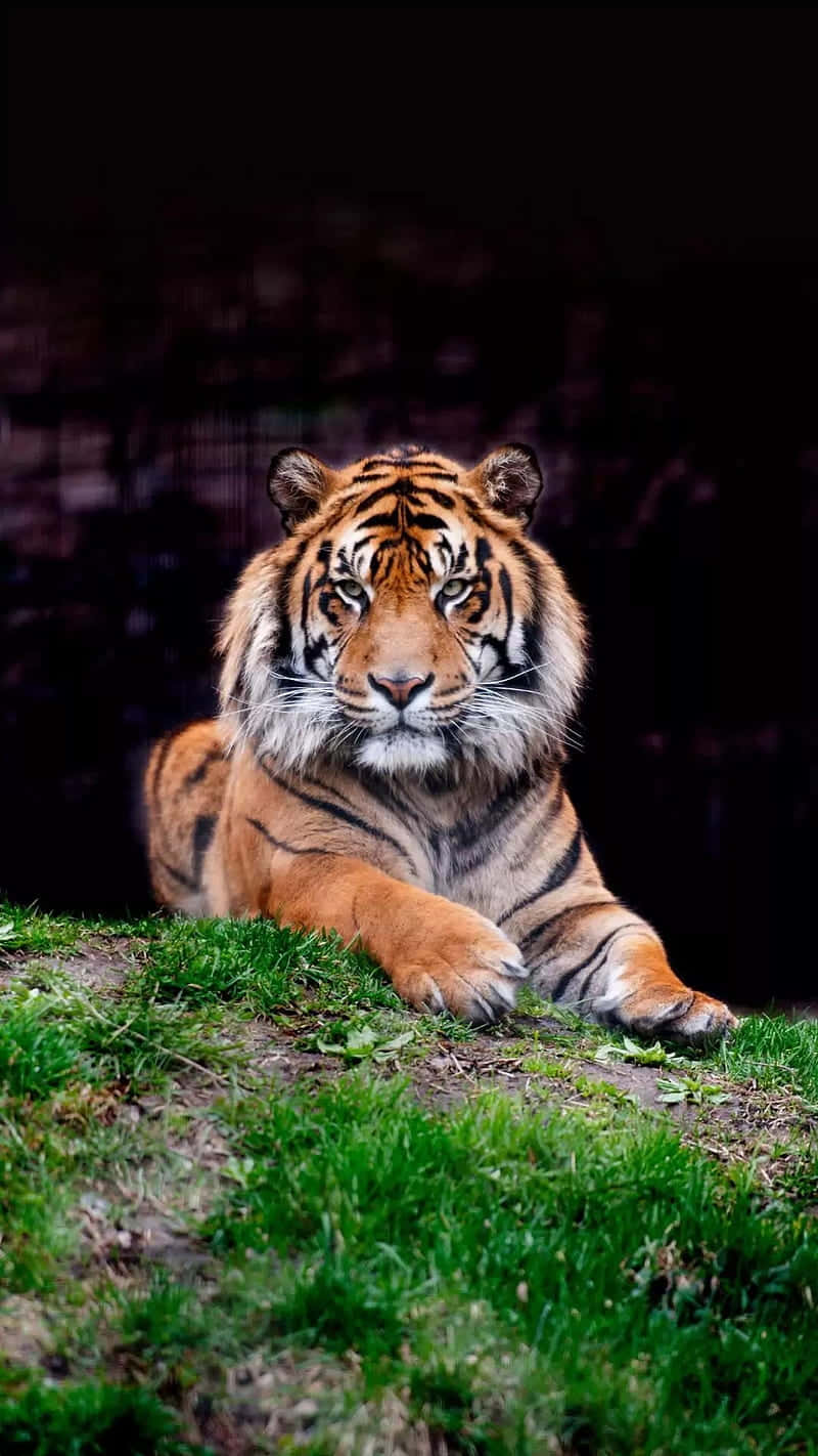 tiger is now in your hands. Wallpaper