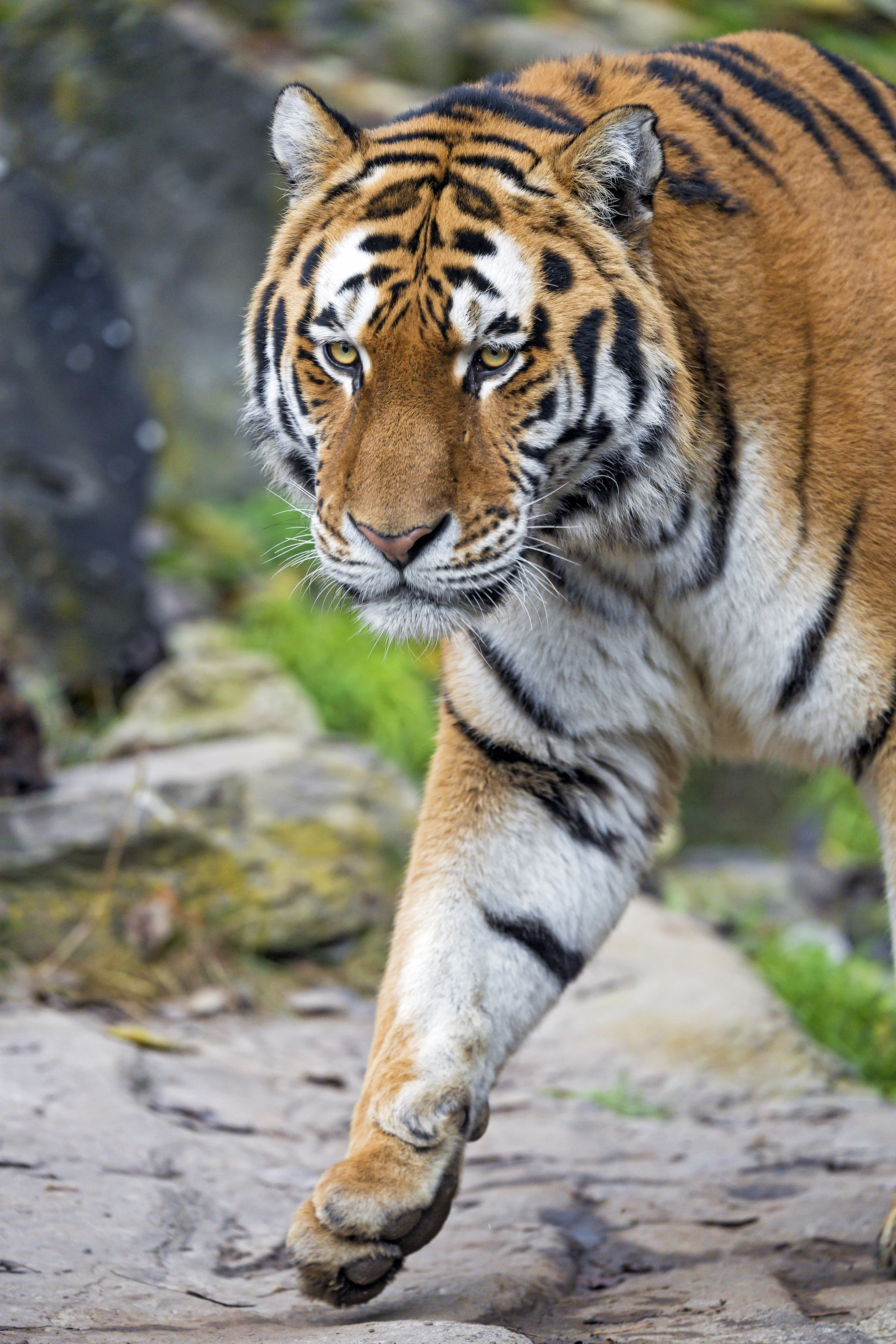 Download Tiger wallpaper for mobile