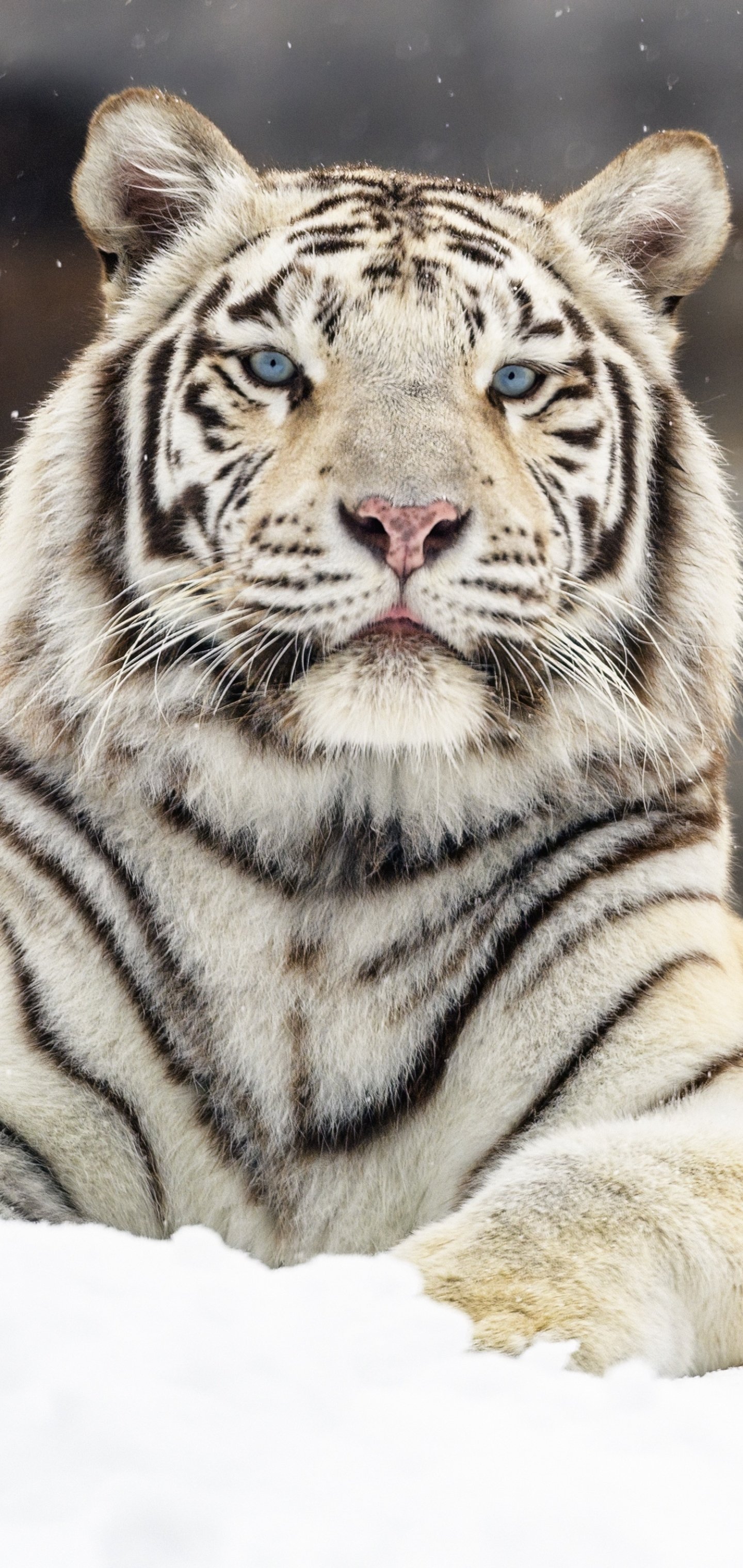 White Tiger Phone Wallpaper