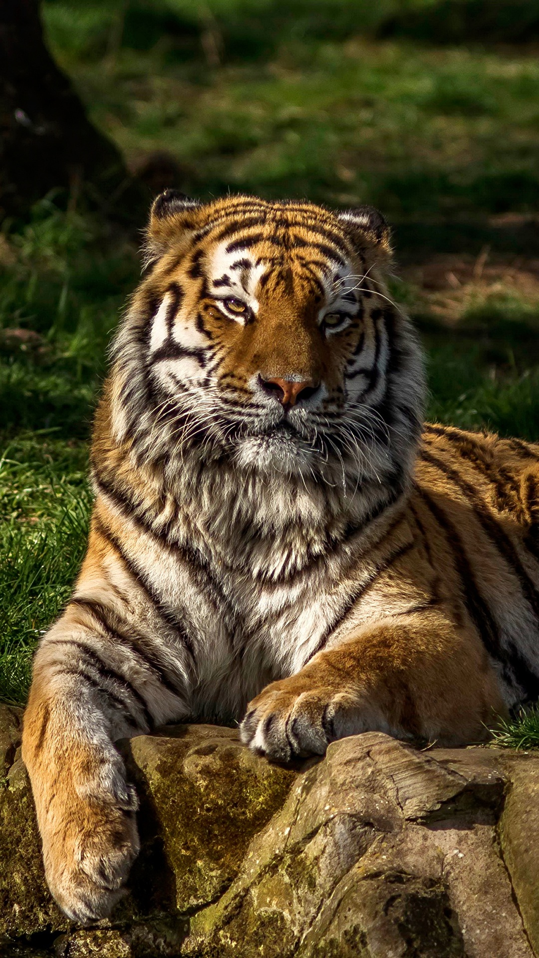 Desktop Wallpaper Tigers Animals 1080x1920