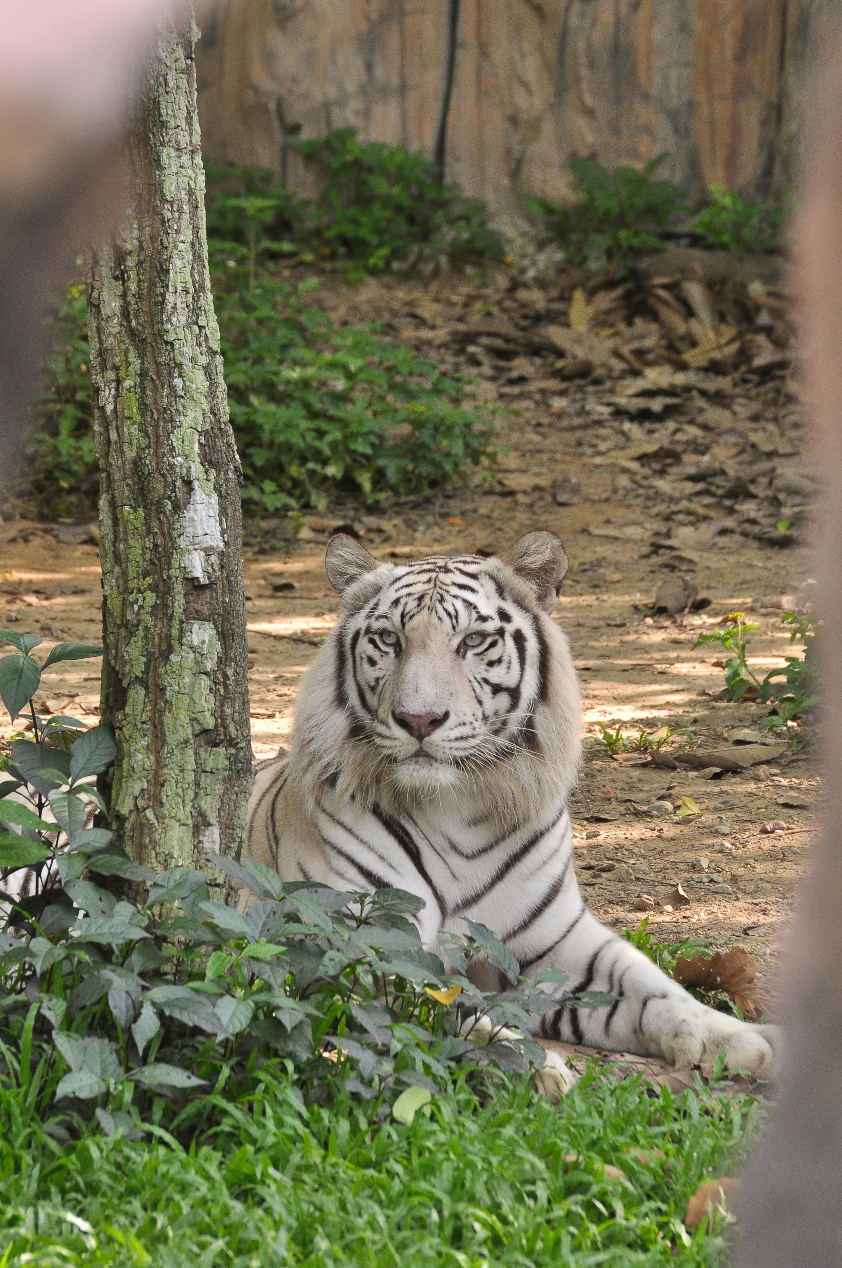 White Tiger Photo, Download The BEST