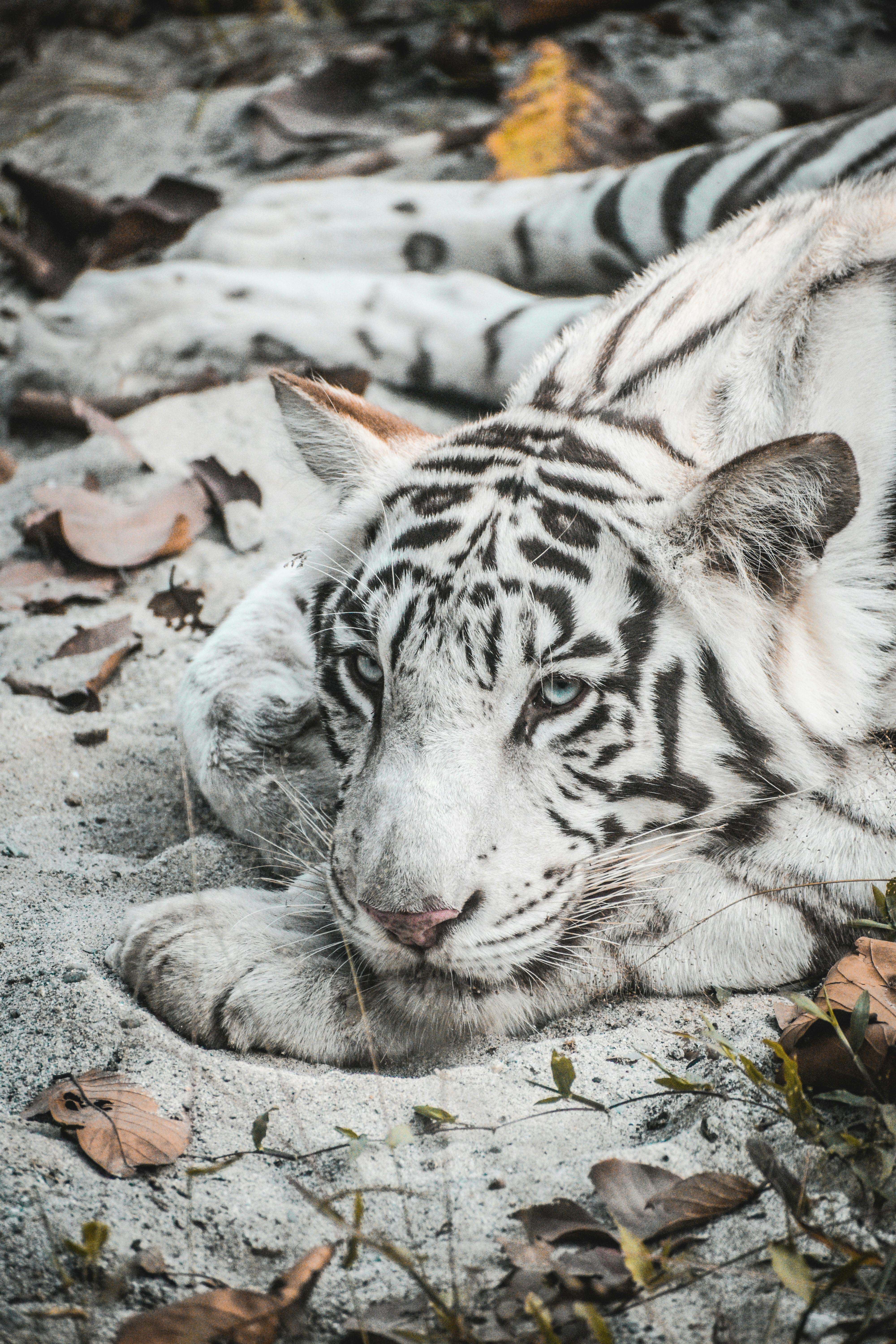 White Tiger Photo, Download The BEST