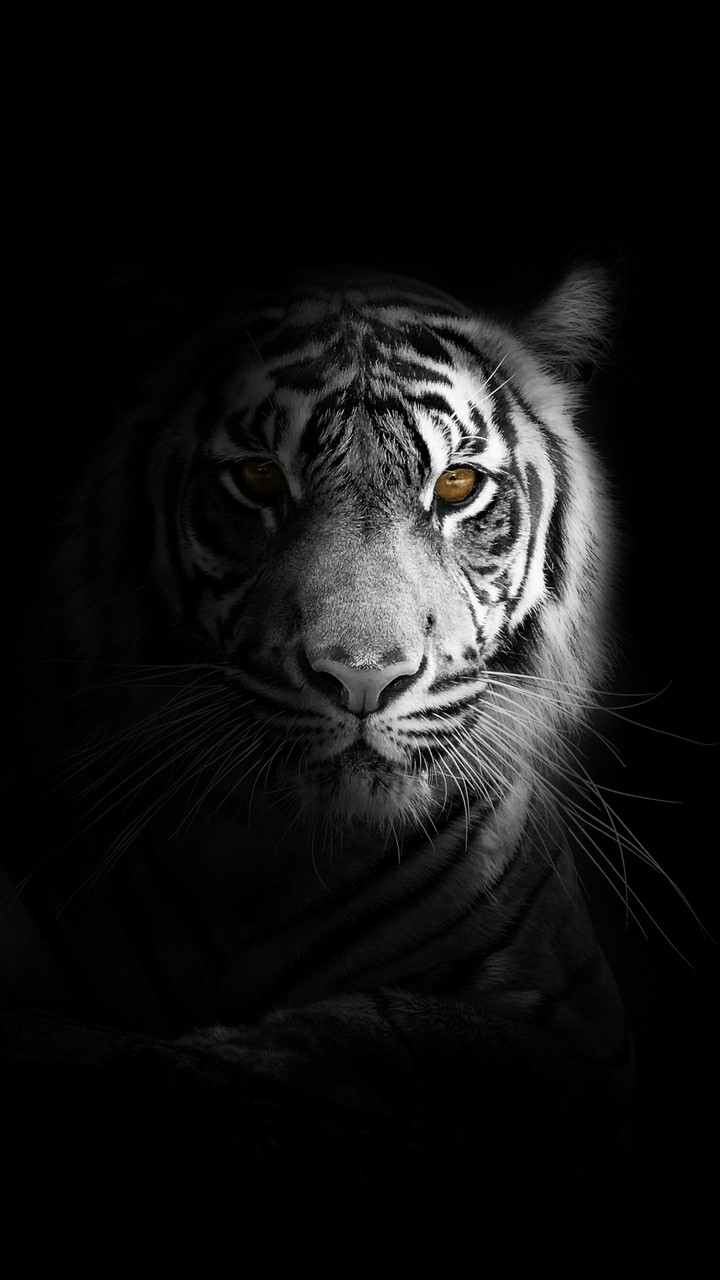 Explore Stunning 3D Tiger Wallpaper