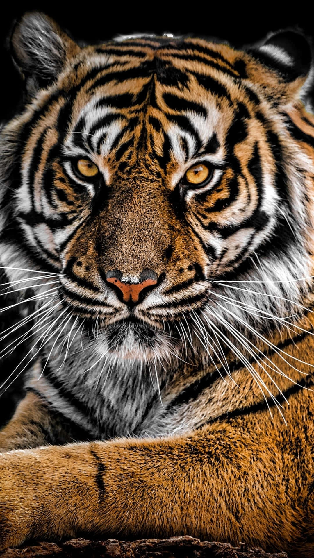 Tiger Phone Wallpaper