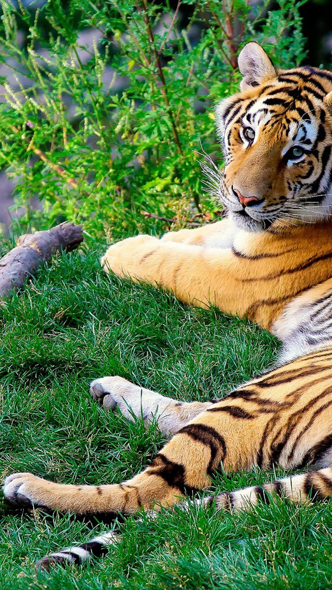 Bengal Tiger Color HD Wallpaper for Android