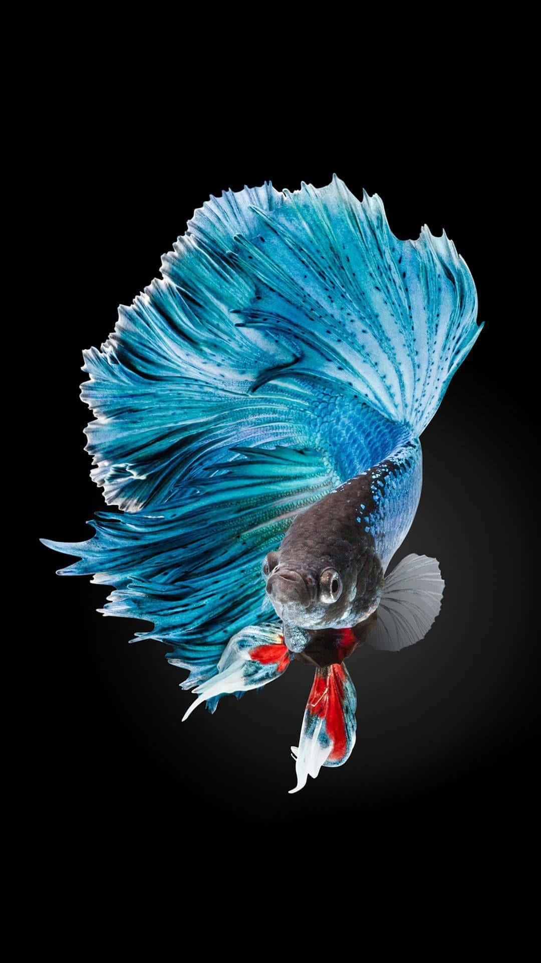 Gray Fish iPhone 6s Default Wallpaper