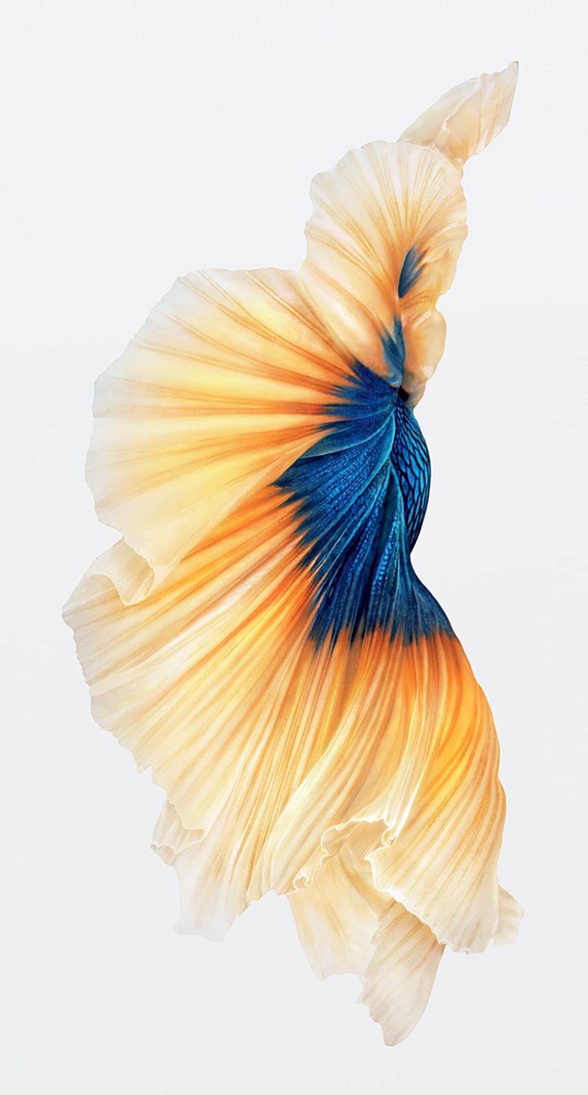 iOS 9 and iphone 6s stock wallpaper
