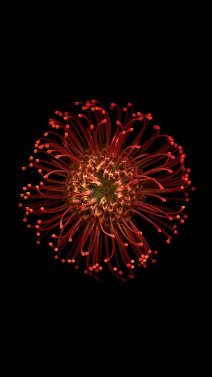 iPhone 6s wallpaper, Flower iphone