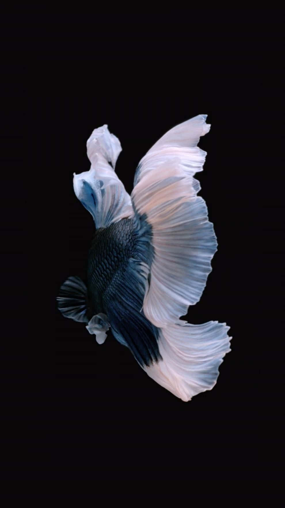 Download iPhone 6s Default Black White