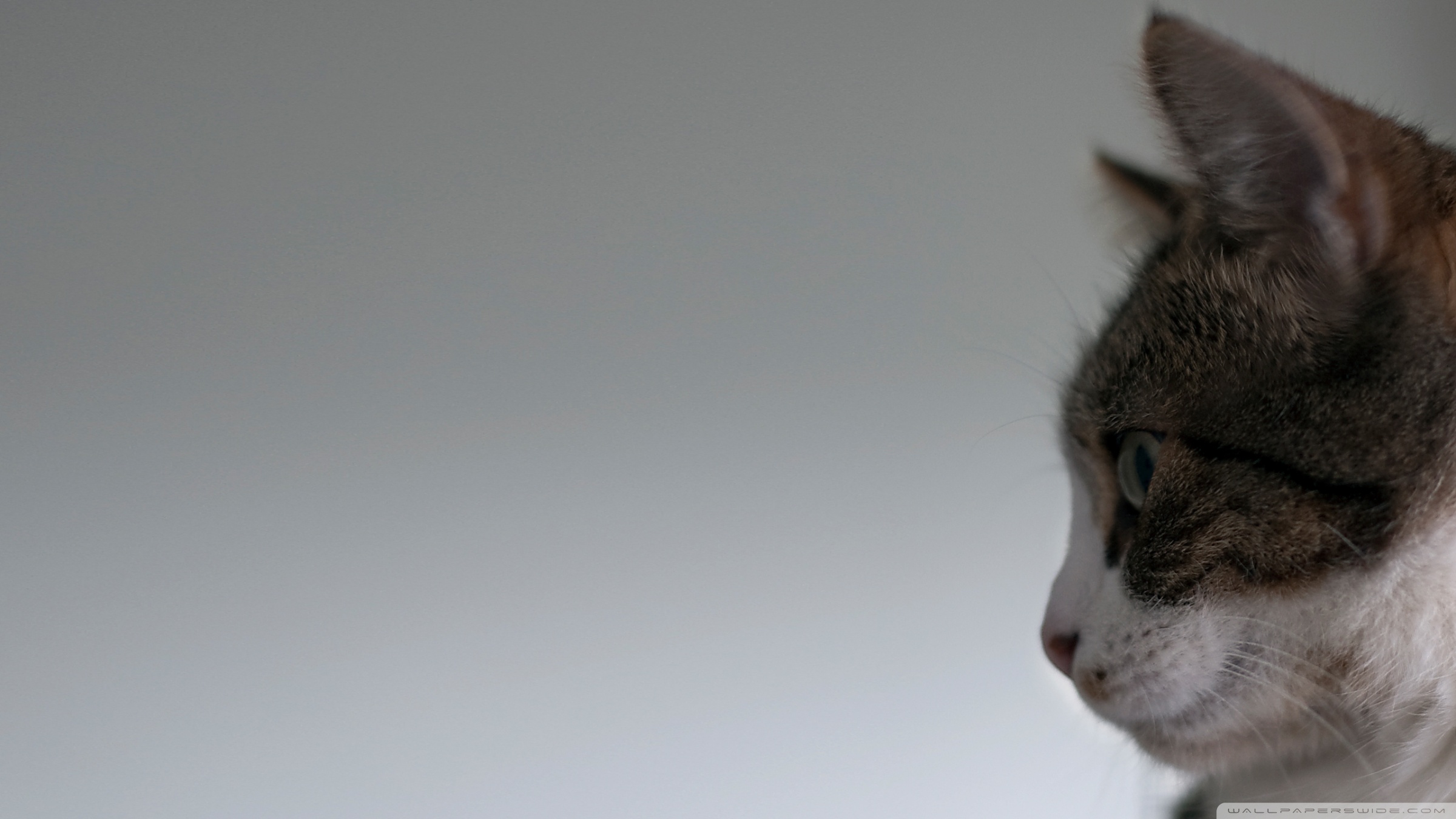 Cat Face Side View Ultra HD Desktop