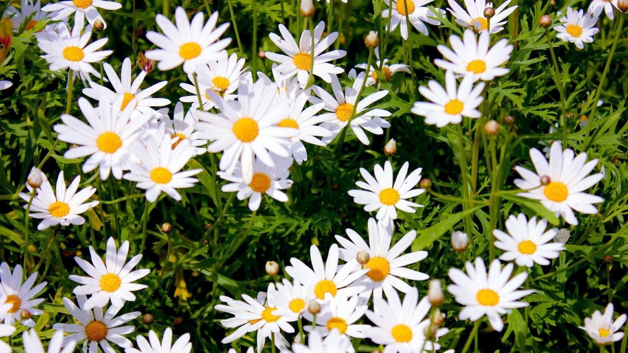 Wallpaper daisies, meadow, summer