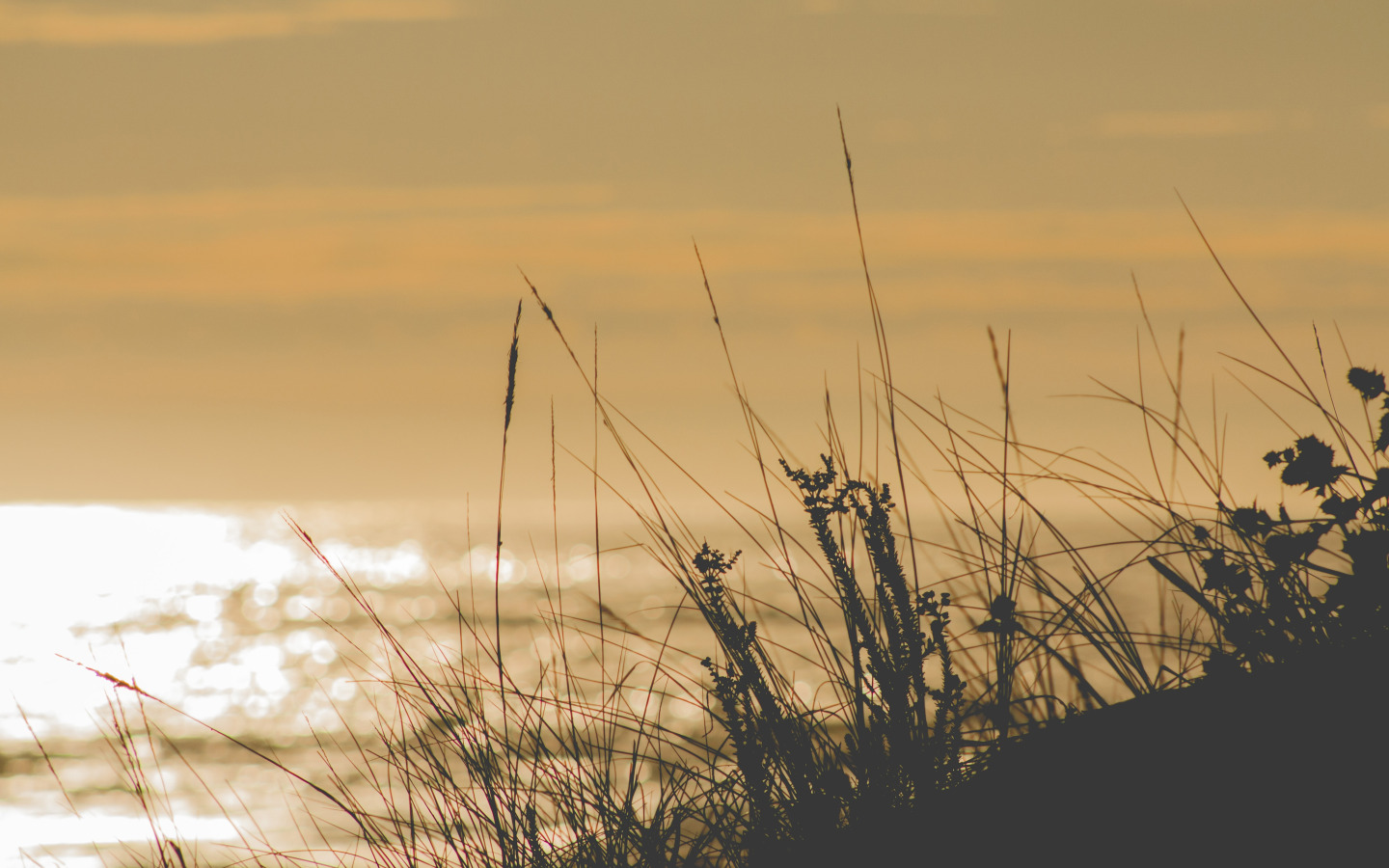 Download wallpaper summer, grass, sea