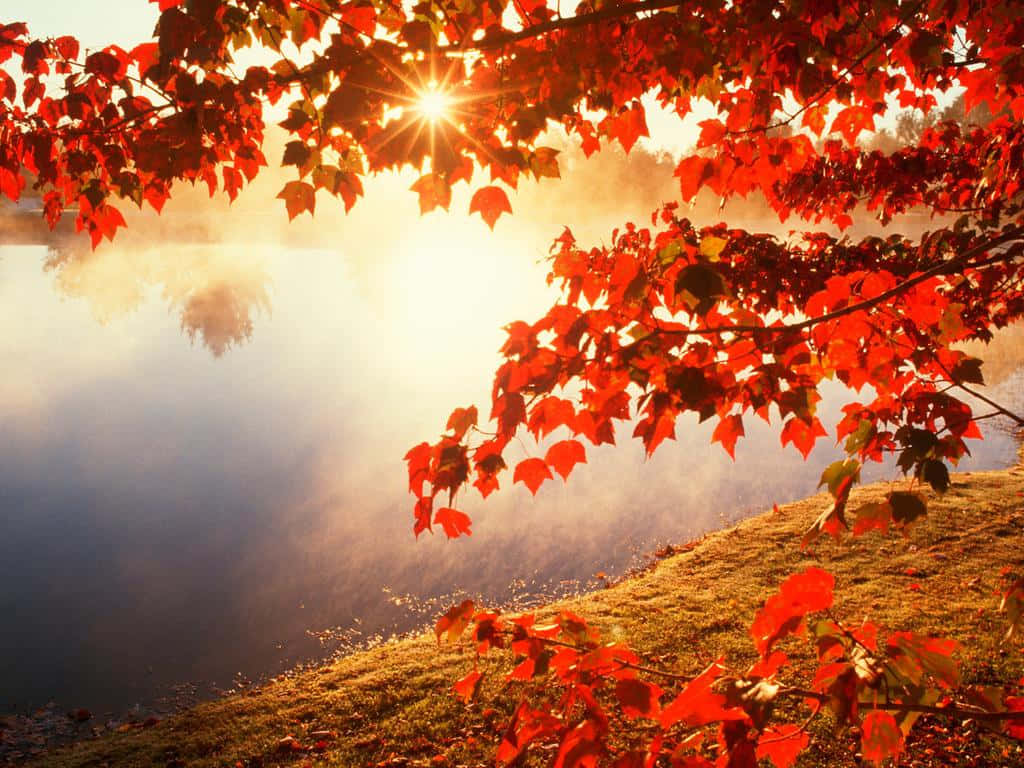Fall Color Foliage Wallpaper