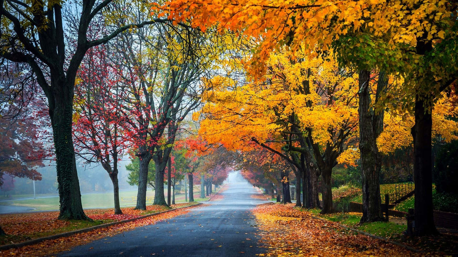 Download Beautiful Fall Colors in