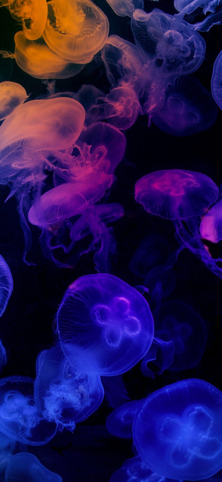 Colorful jellyfish, Wallpaper iphone