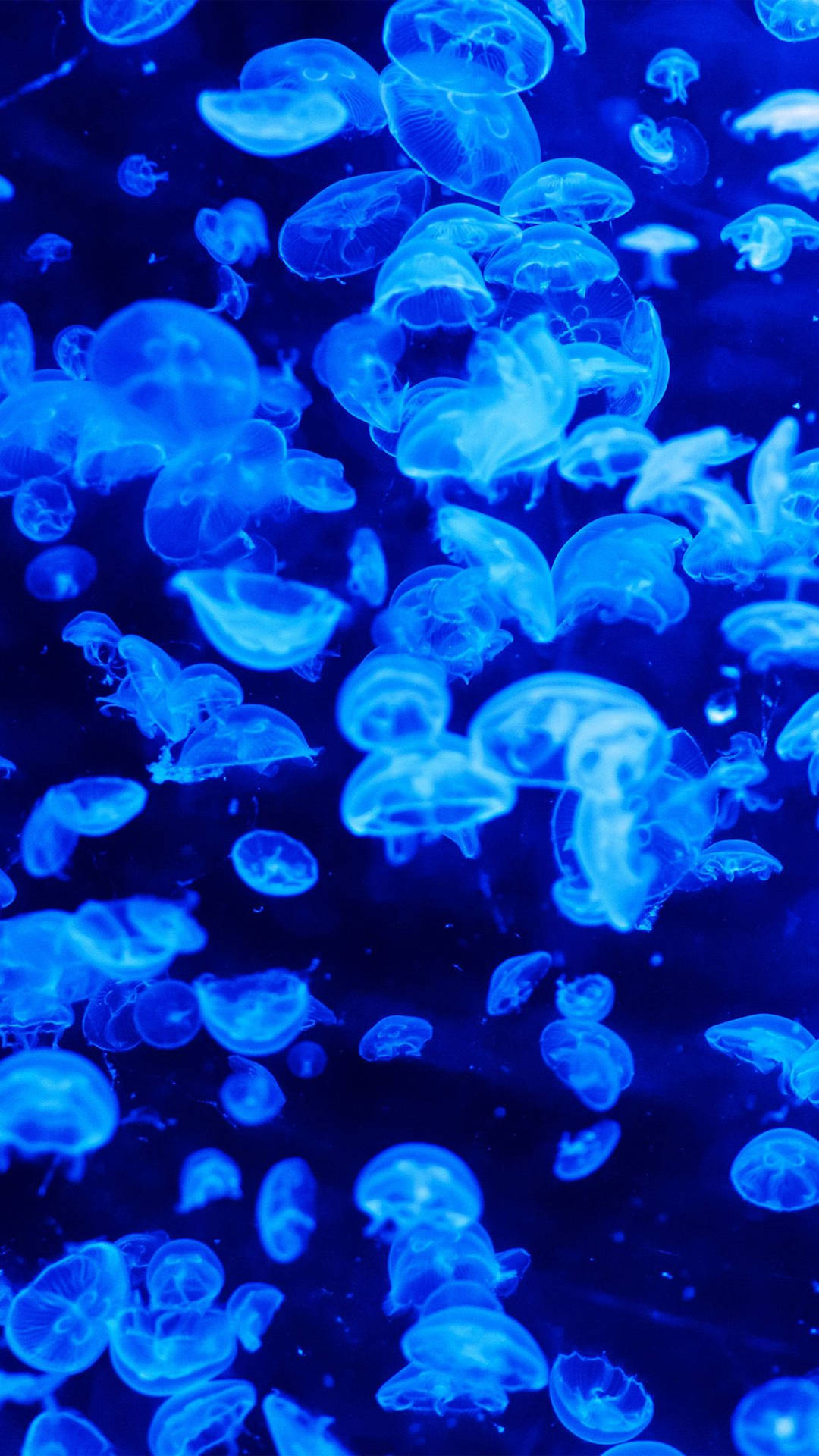Download free Blue Jellyfish In