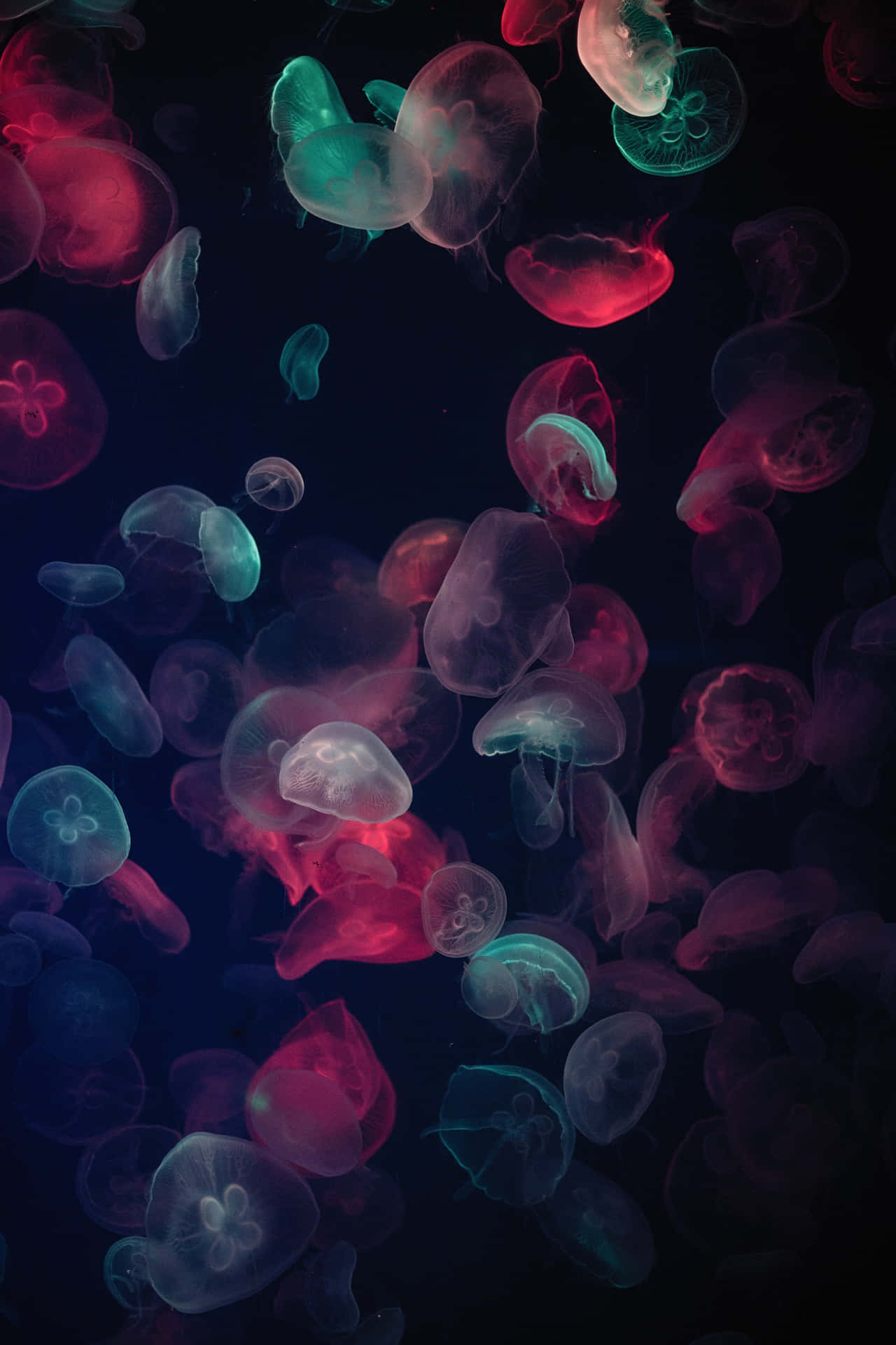 Download Colorful Neon Jellyfish iPhone