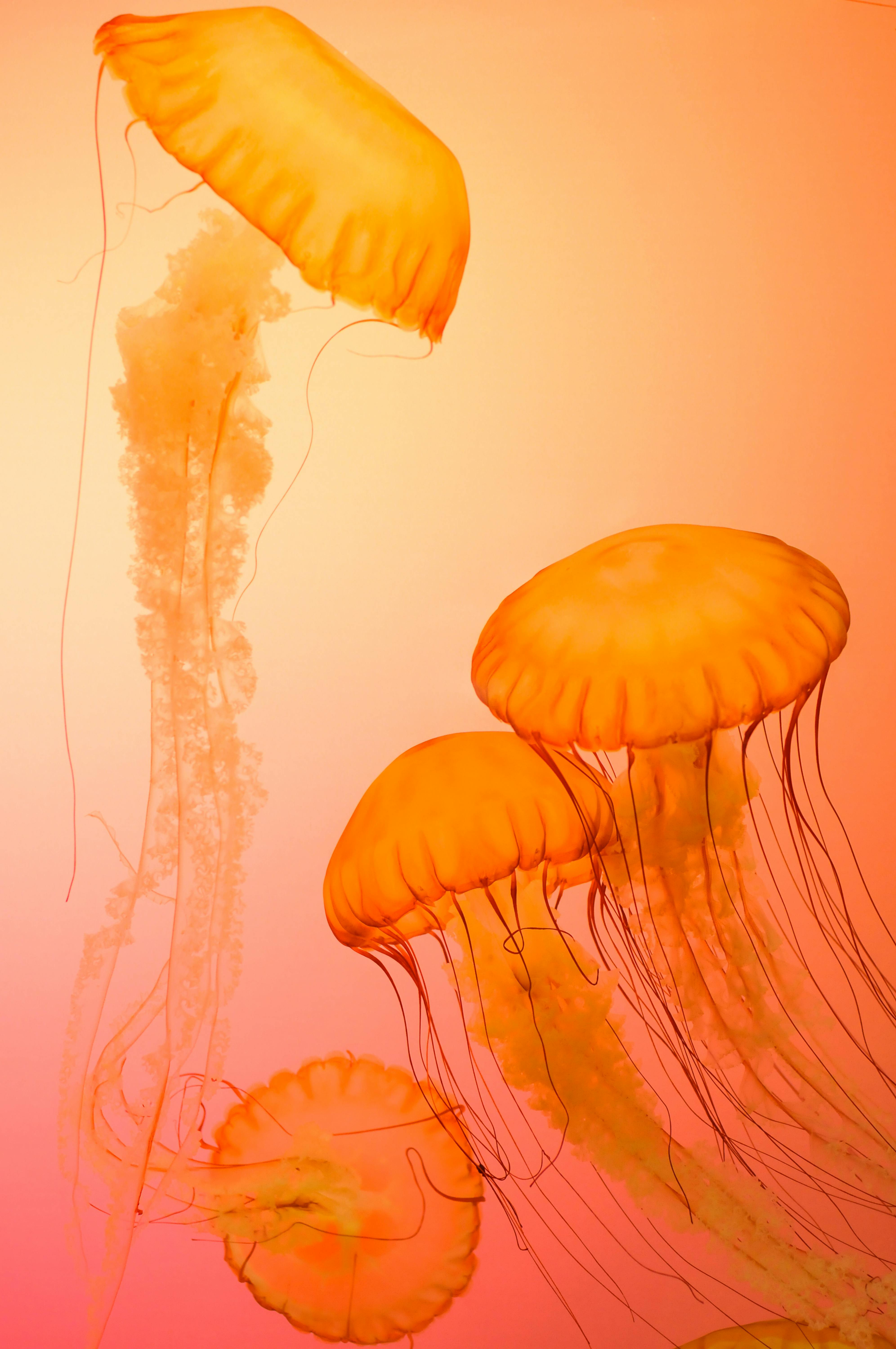 Orange Jellyfish Wallpaper · Free Stock