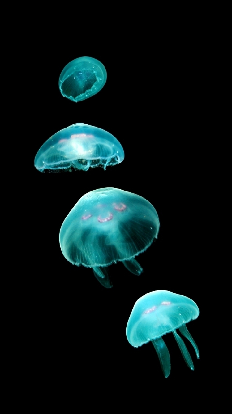 Jellyfish Phone Wallpaper