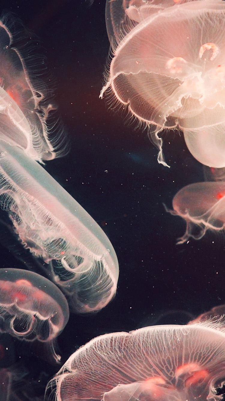 Pacific Jellyfish Ocean Sea Animal