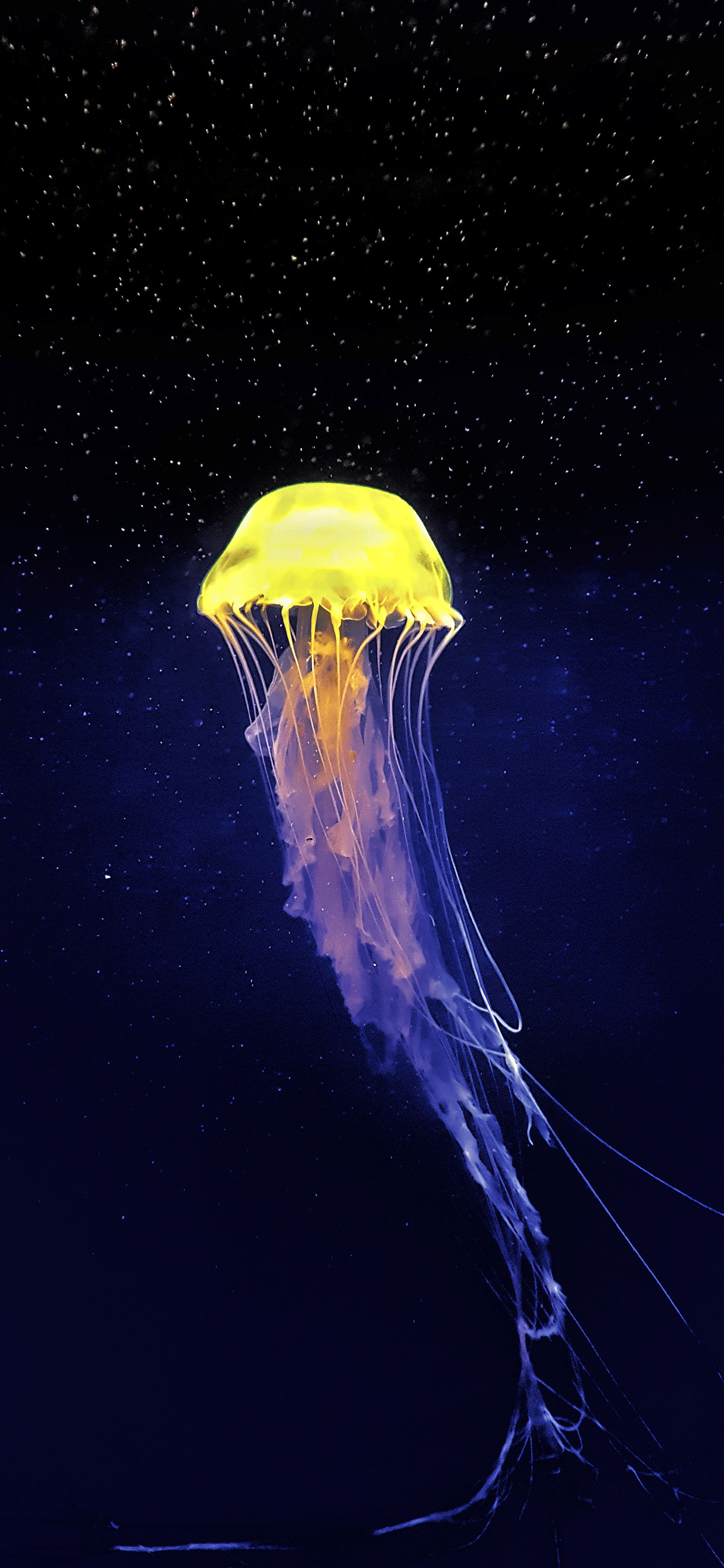 Jellyfish Wallpaper for iPhone 11, Pro
