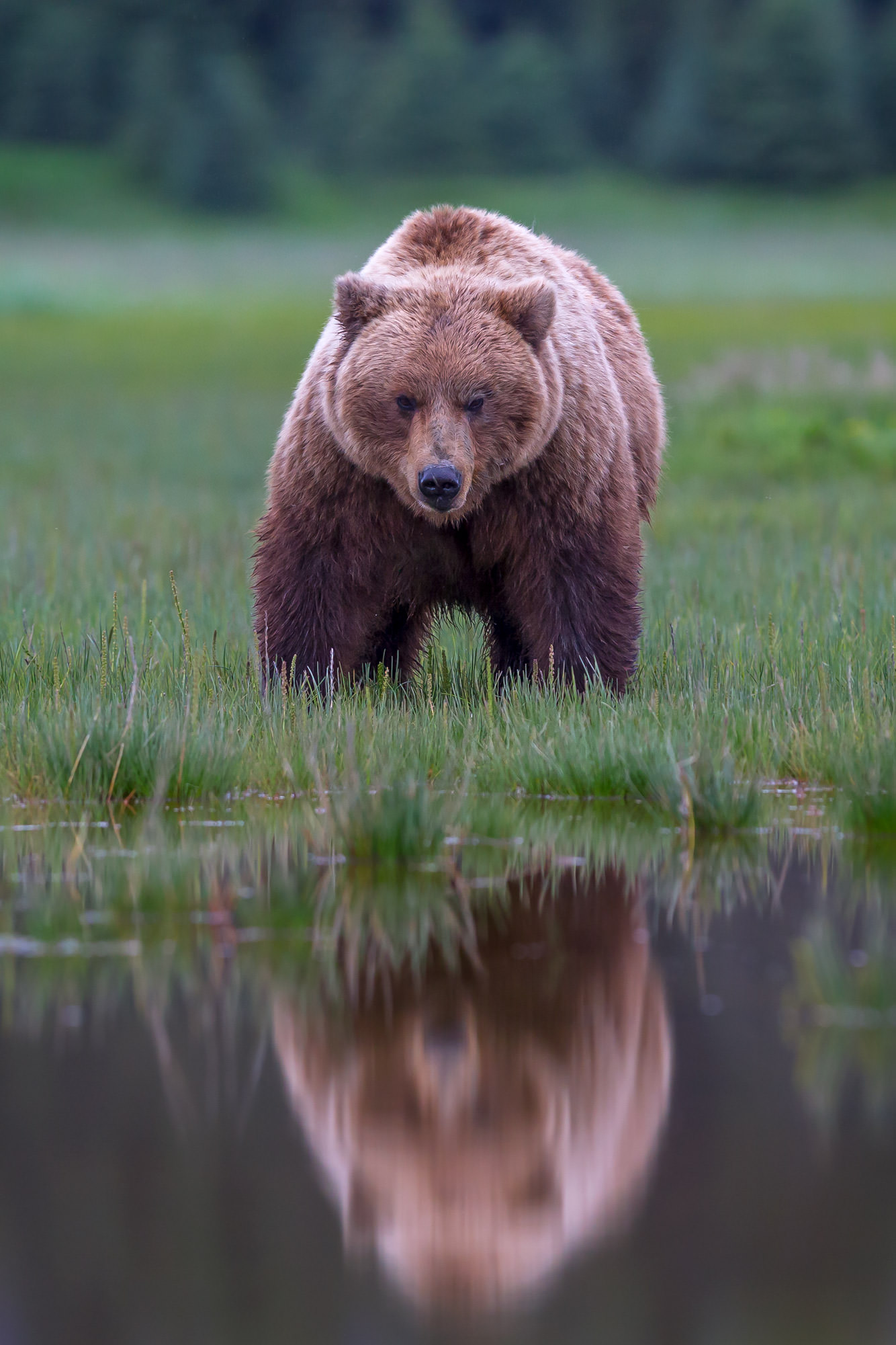 Grizzly Bear Reflecting In Pond Fine