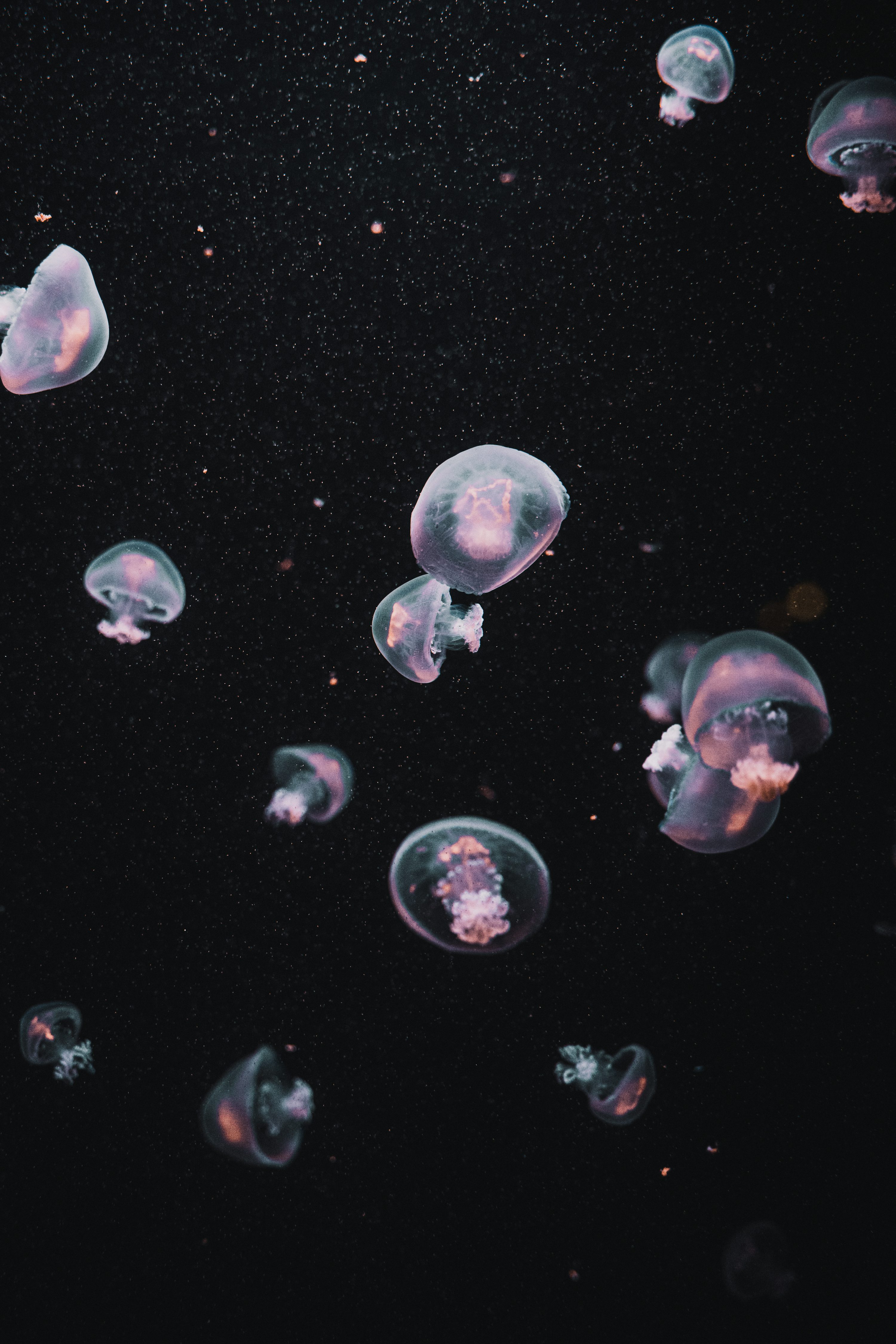 30,Jellyfish Background Picture