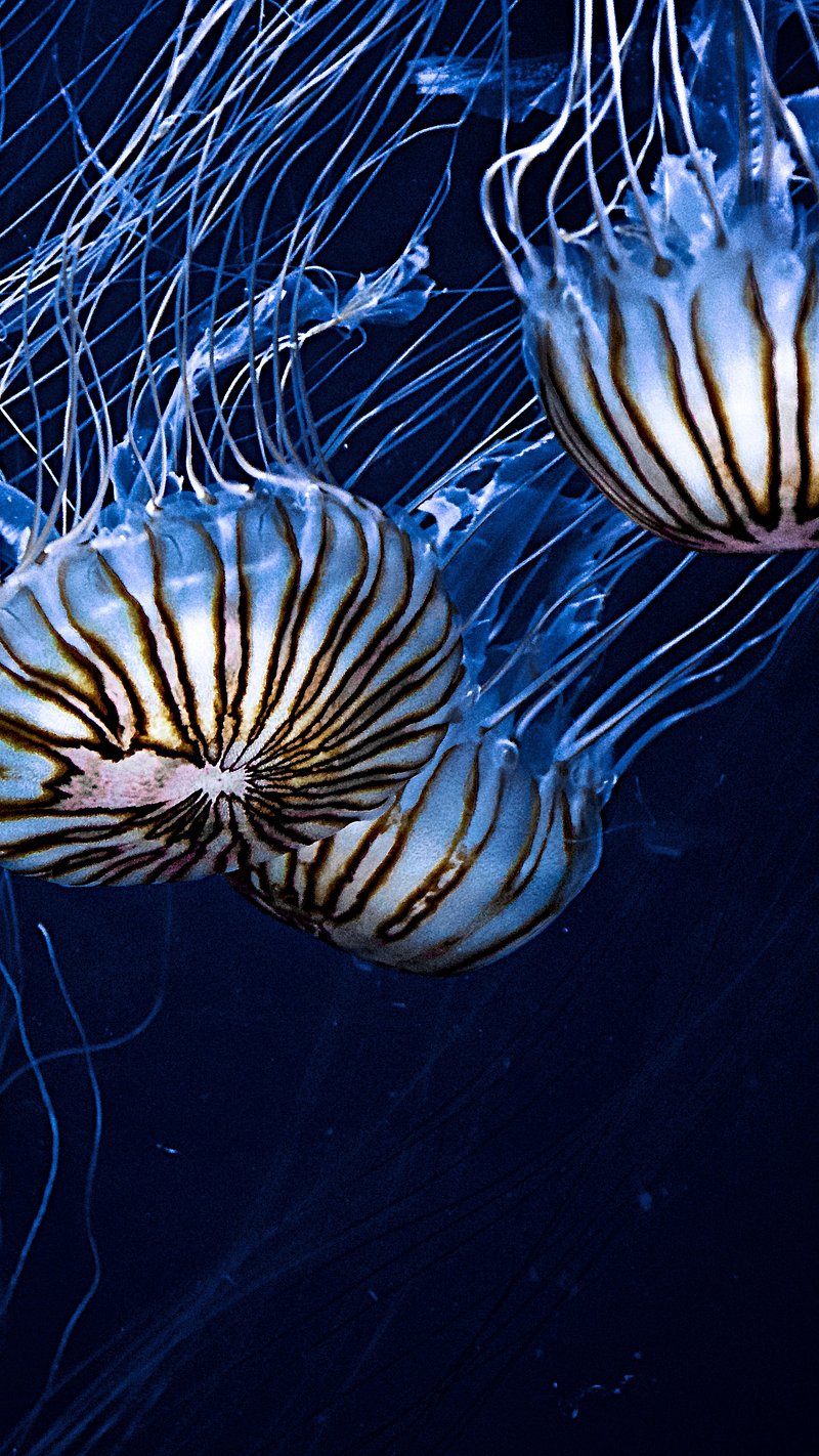 Jellyfish Wallpaper Image. Free