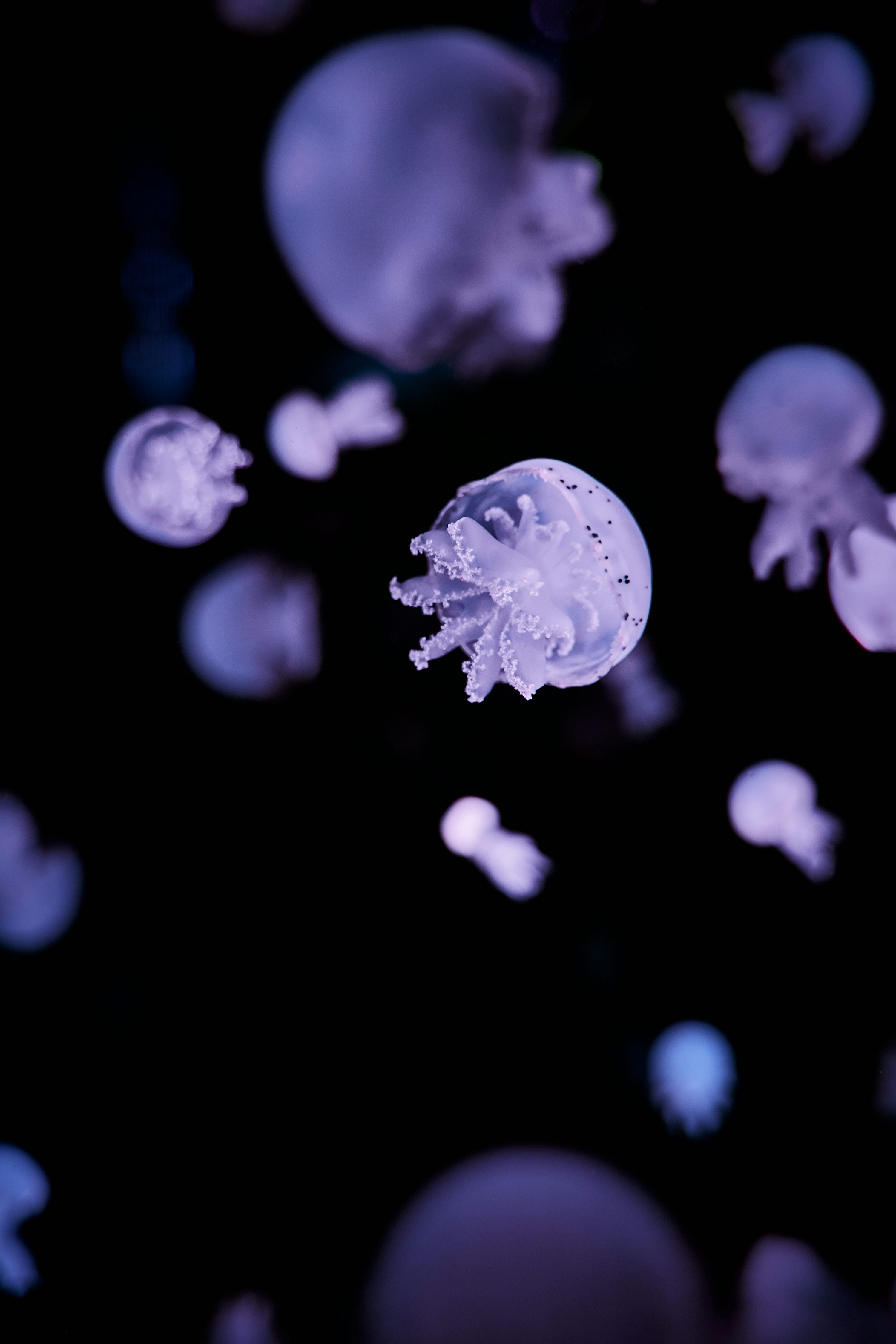 black jellyfish in water photo