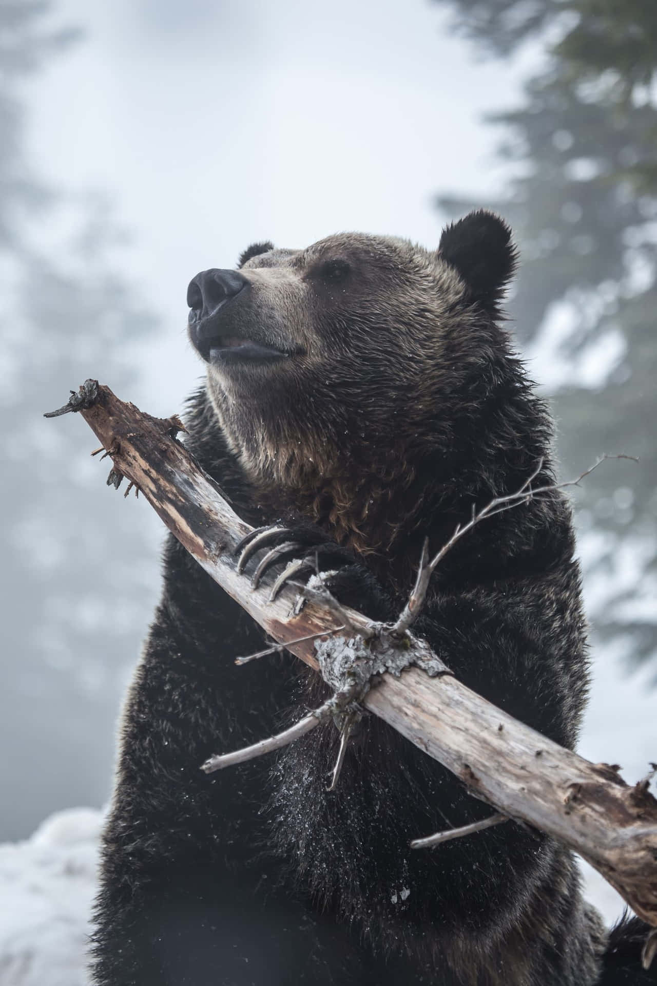 Download Grizzly Bear Attacks