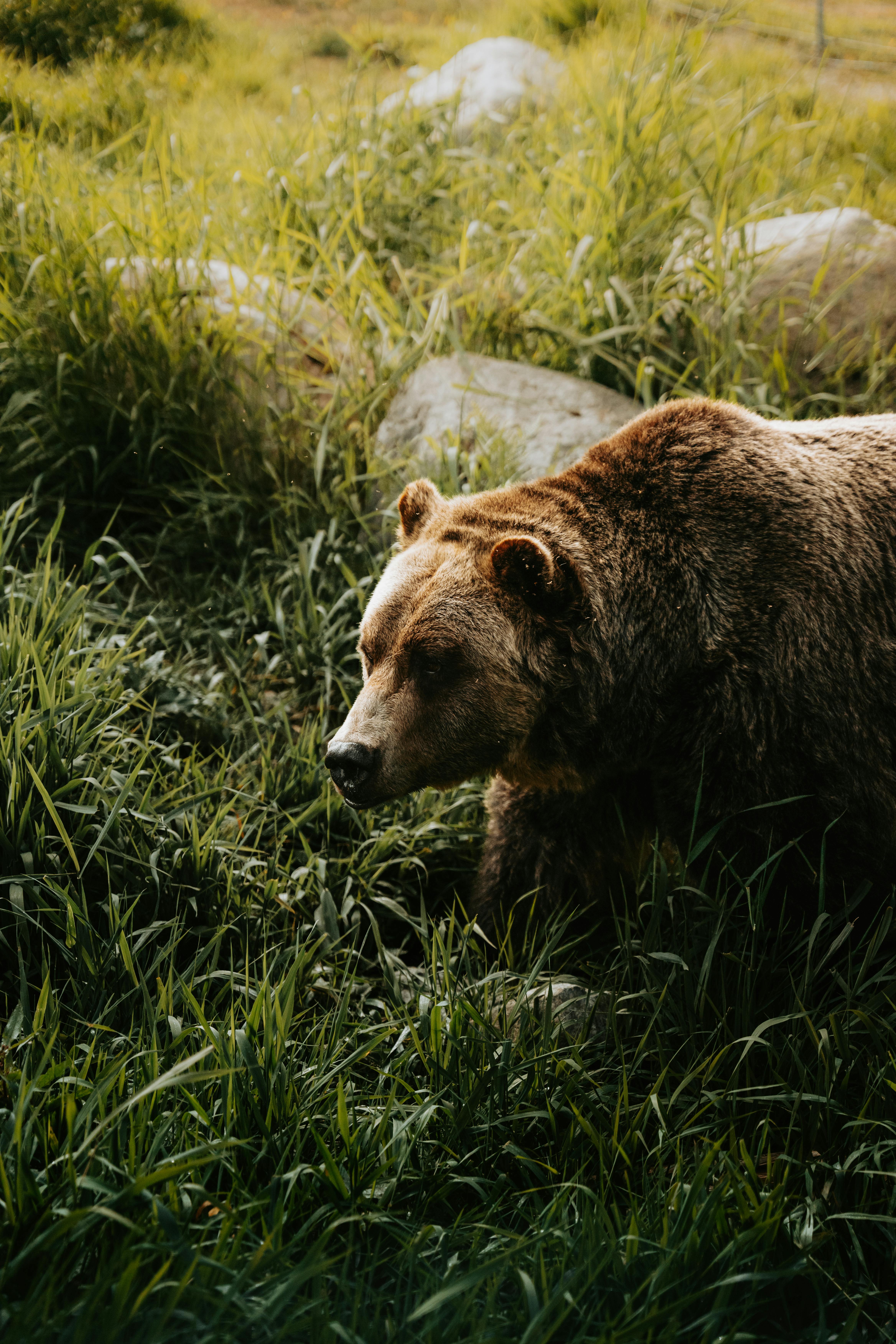 Grizzly Bear in Tall Grass · Free Stock