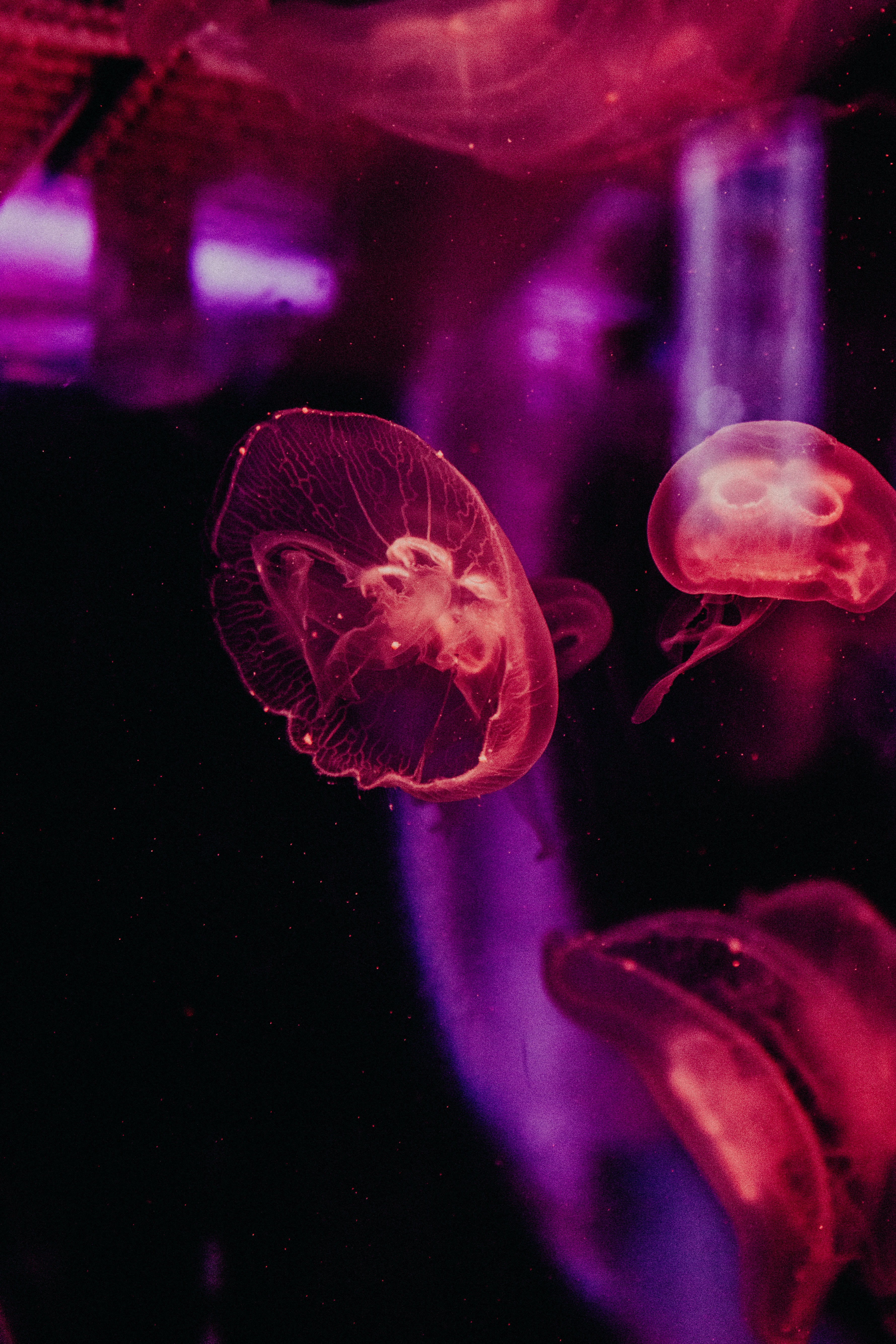 Download Jellyfish wallpaper