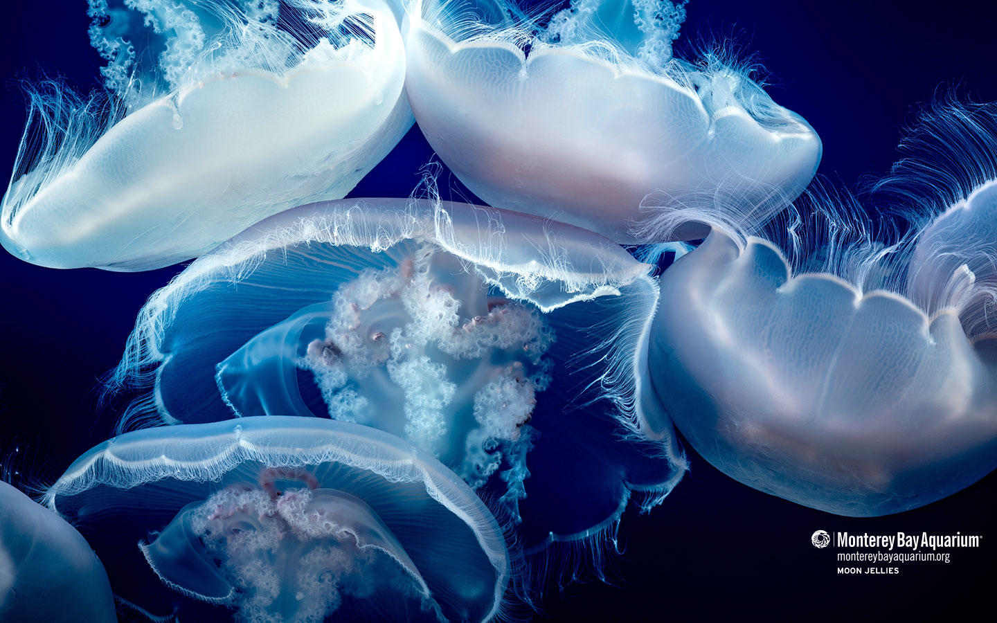 Moon jellies. Wallpaper. Monterey Bay Aquarium