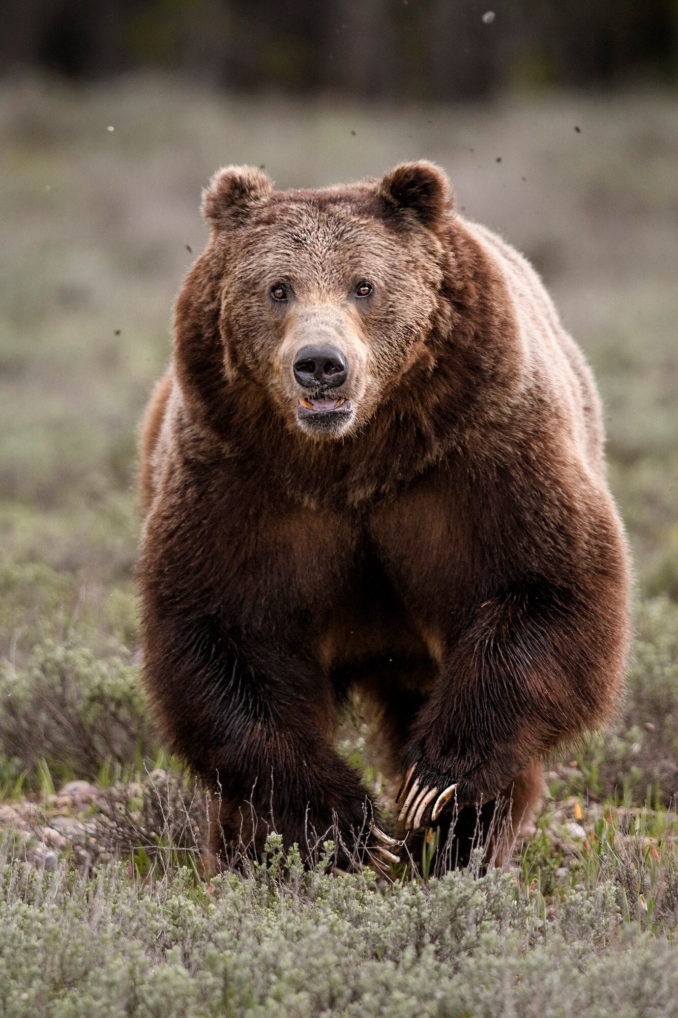 Grizzly Bear Runs Towards You Fine Art