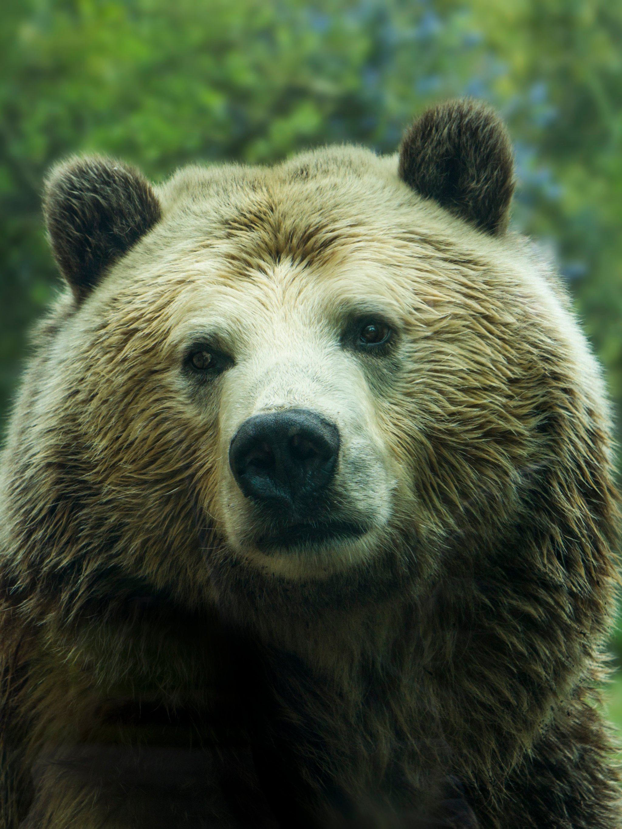 Bear Wallpaper, Android