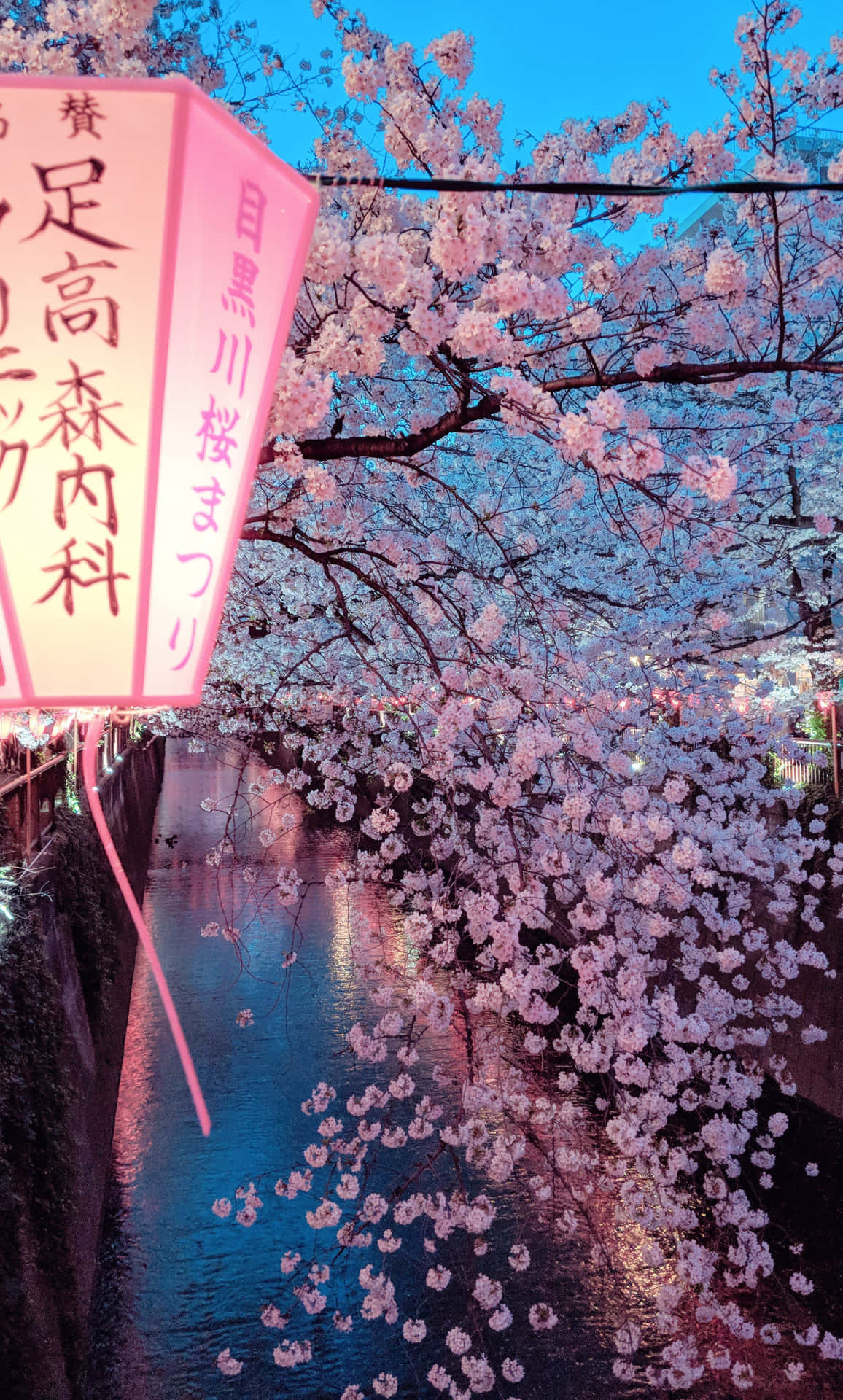 Japanese cherry tree Wallpaper