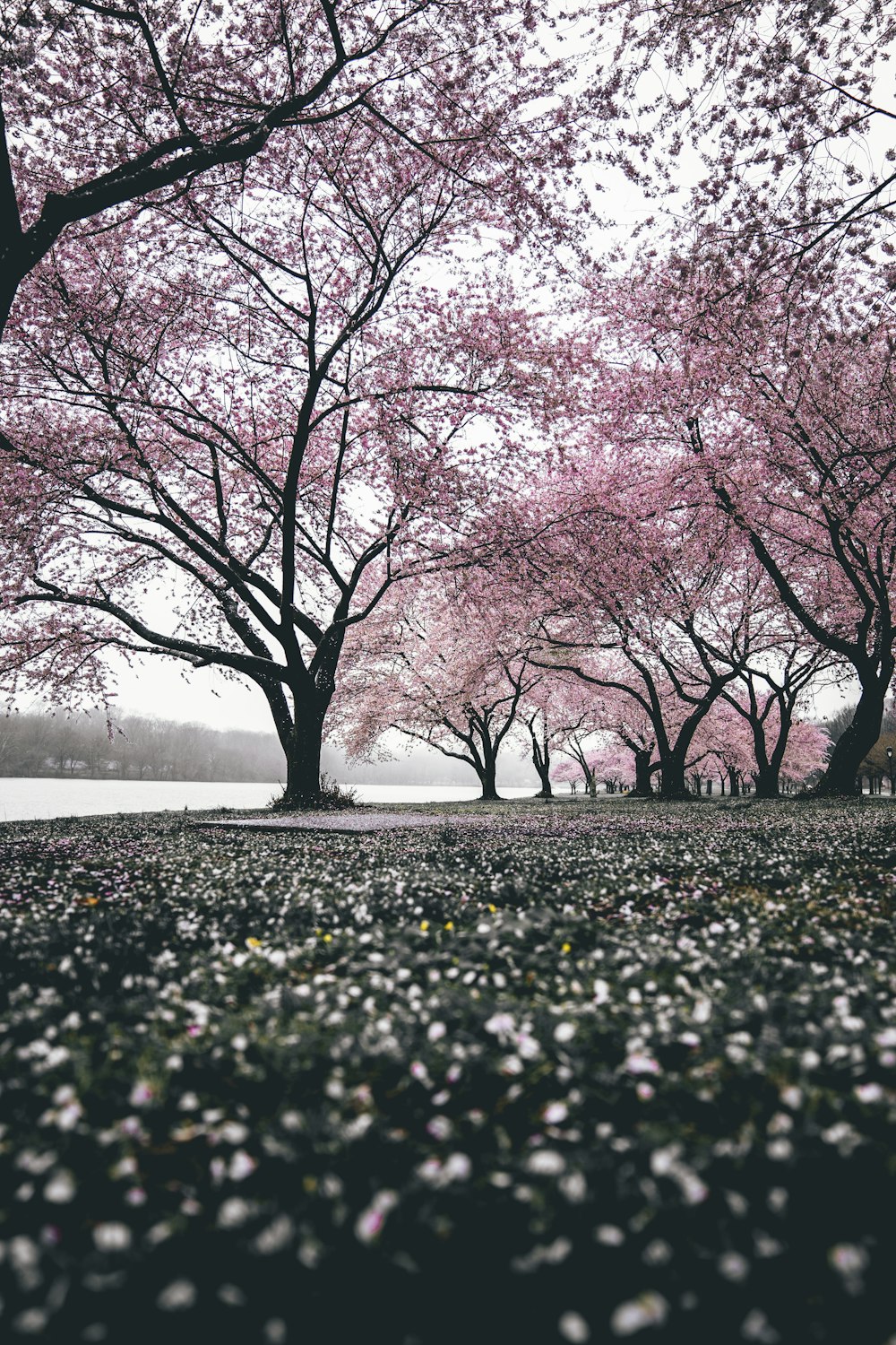 Cherry blossom trees photo