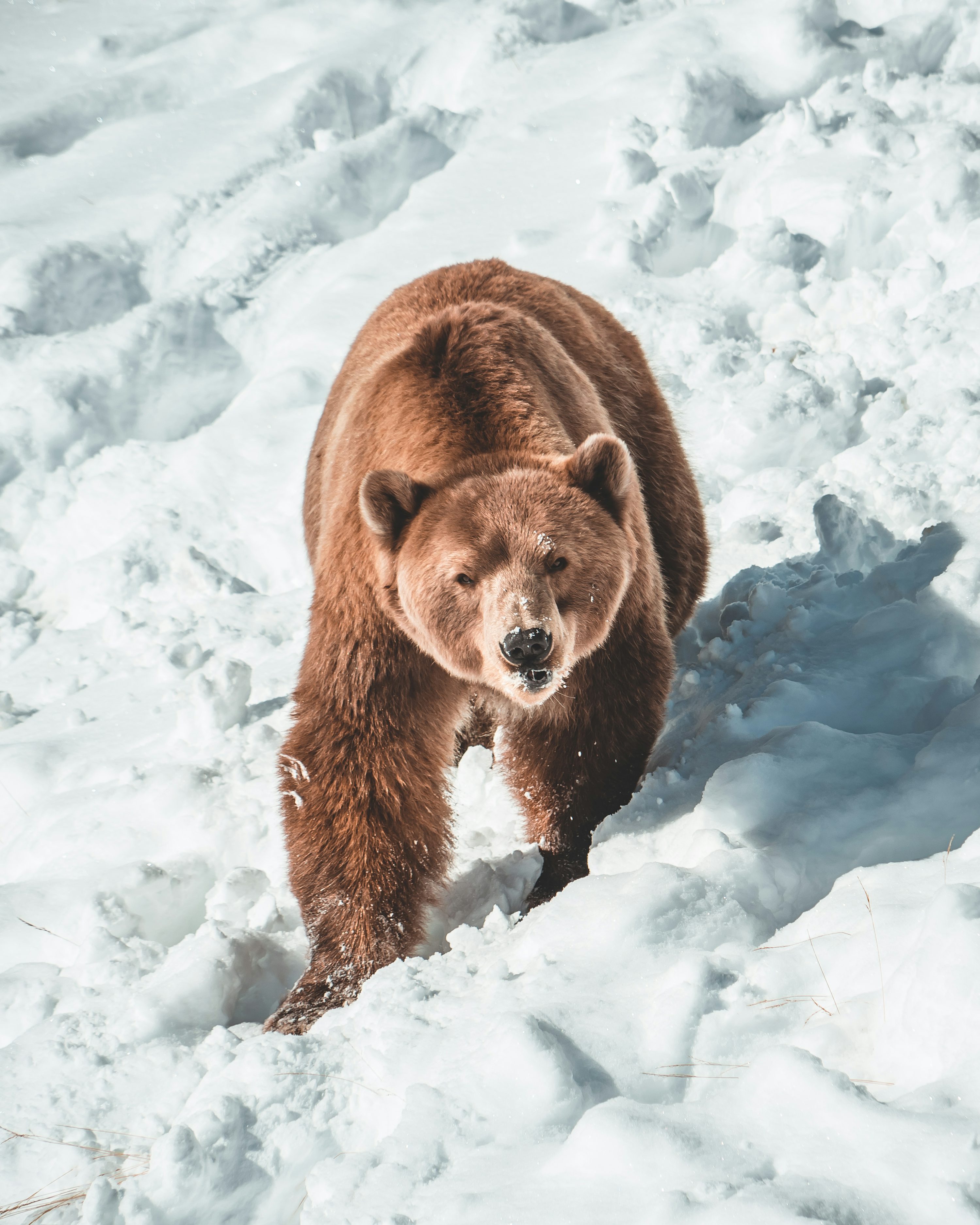 Bear Picture [HD]. Download Free