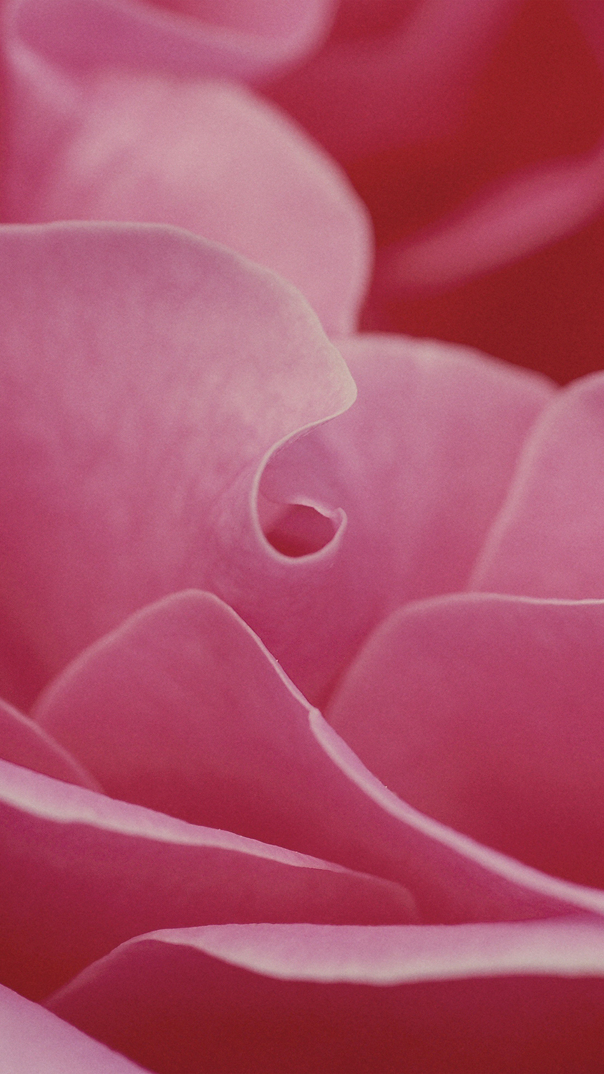 I Love Papers. rose flower leaf pink