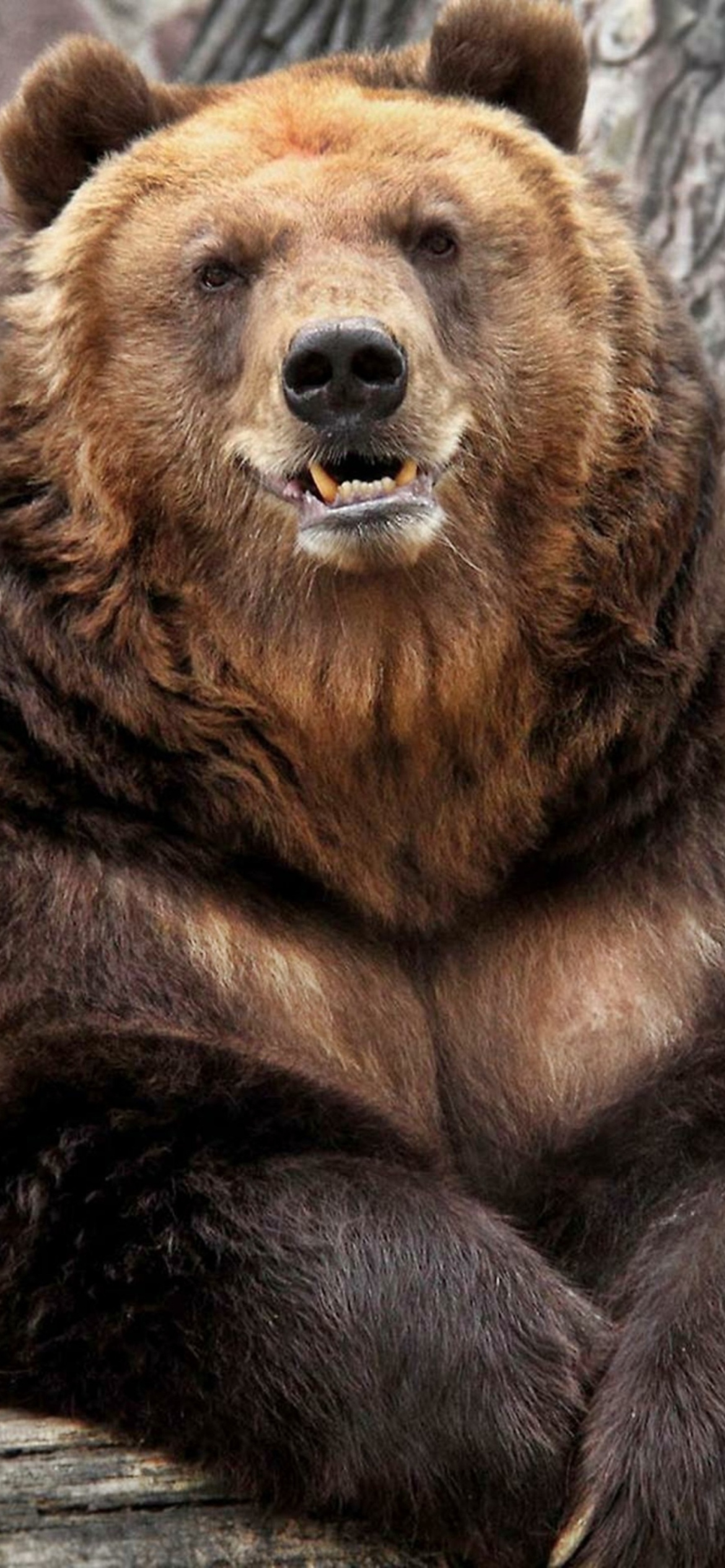 Grizzly bear Wallpaper for iPhone 11