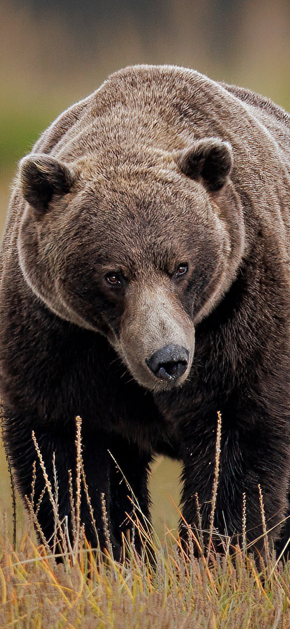 The Big Boy Cellphone Wallpaper