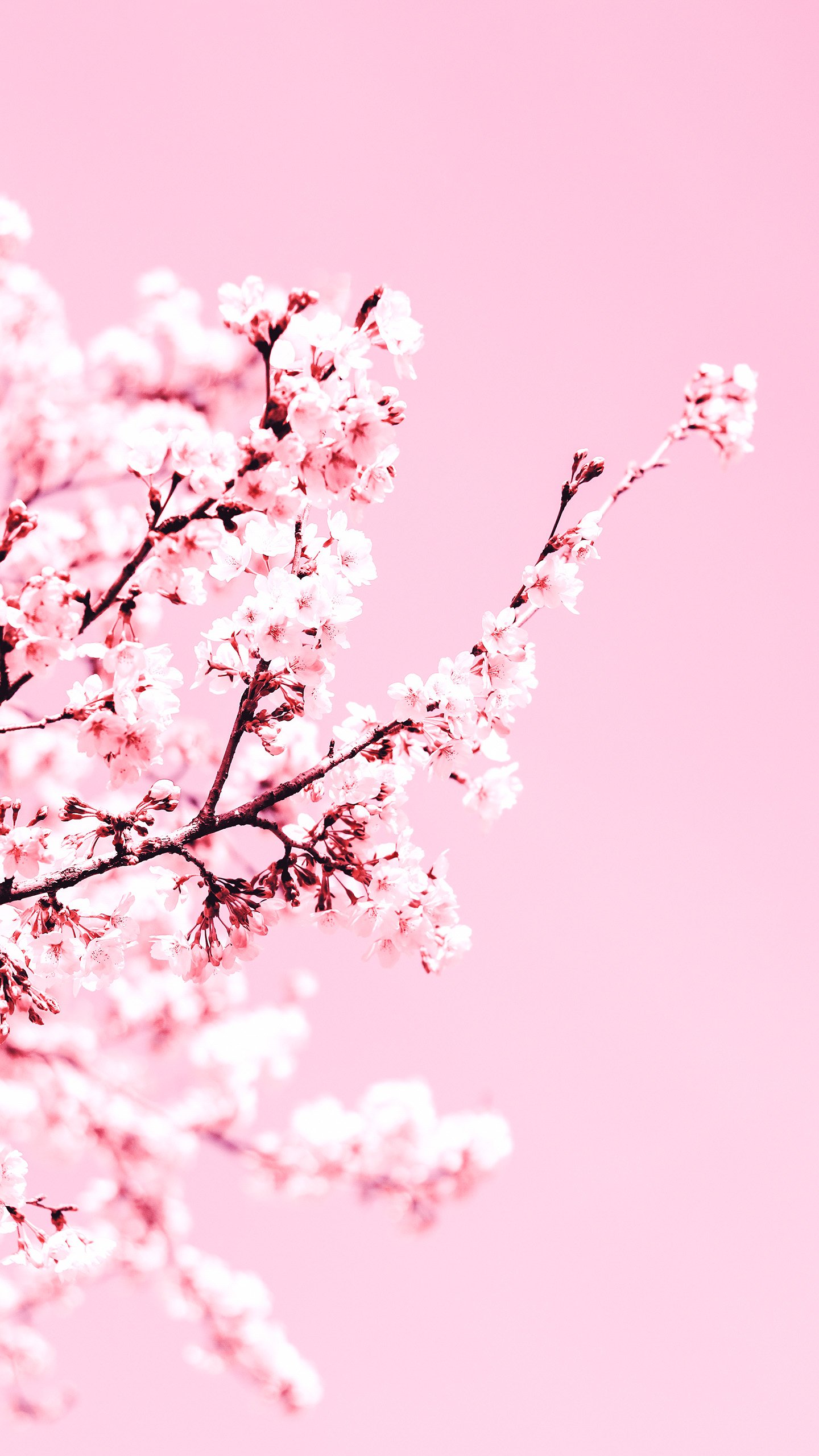 Cherry Blossom Mobile Wallpaper, HD